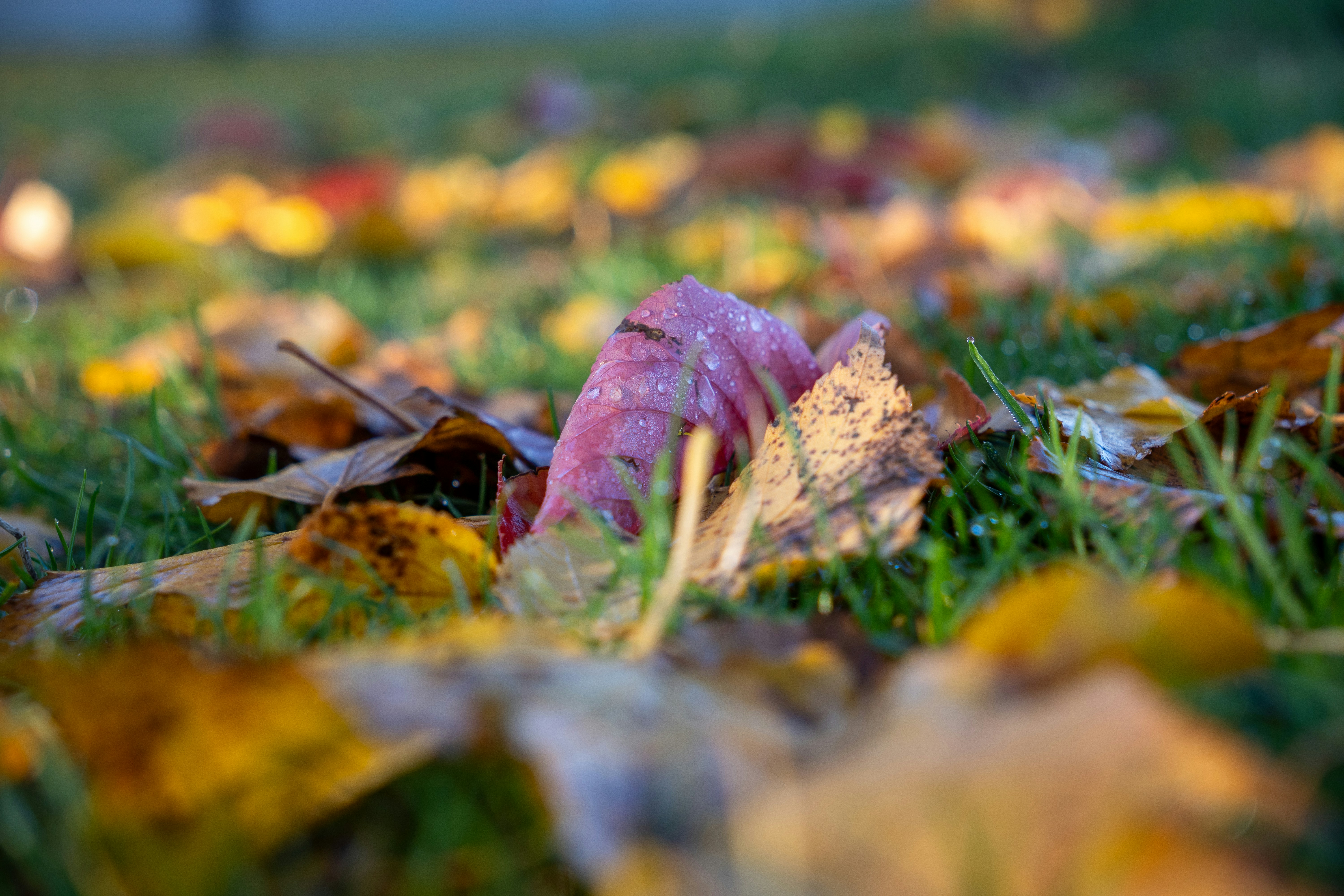 Autumn leaves resting on green grass.