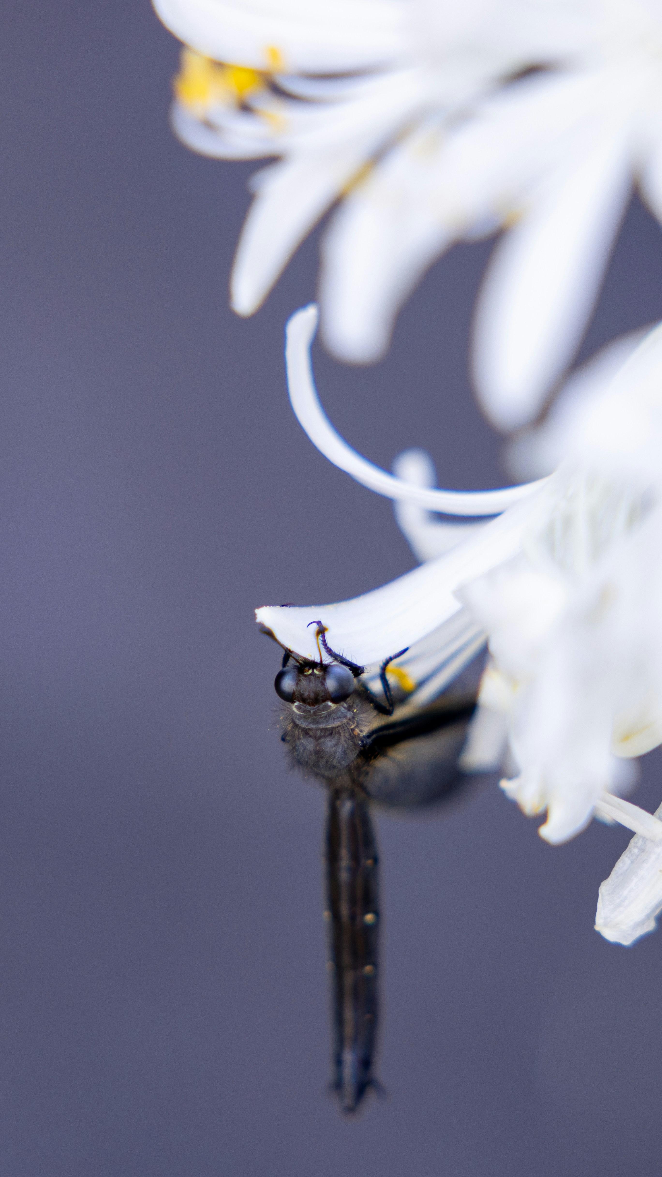 A bug is hanging underneath a white flower.