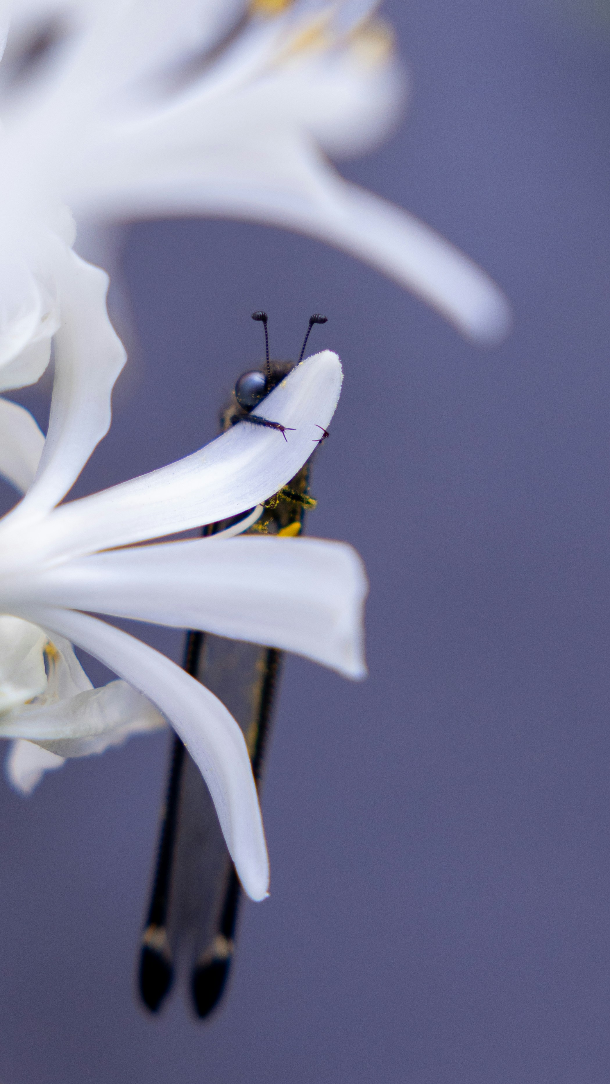A butterfly rests on a white flower petal.
