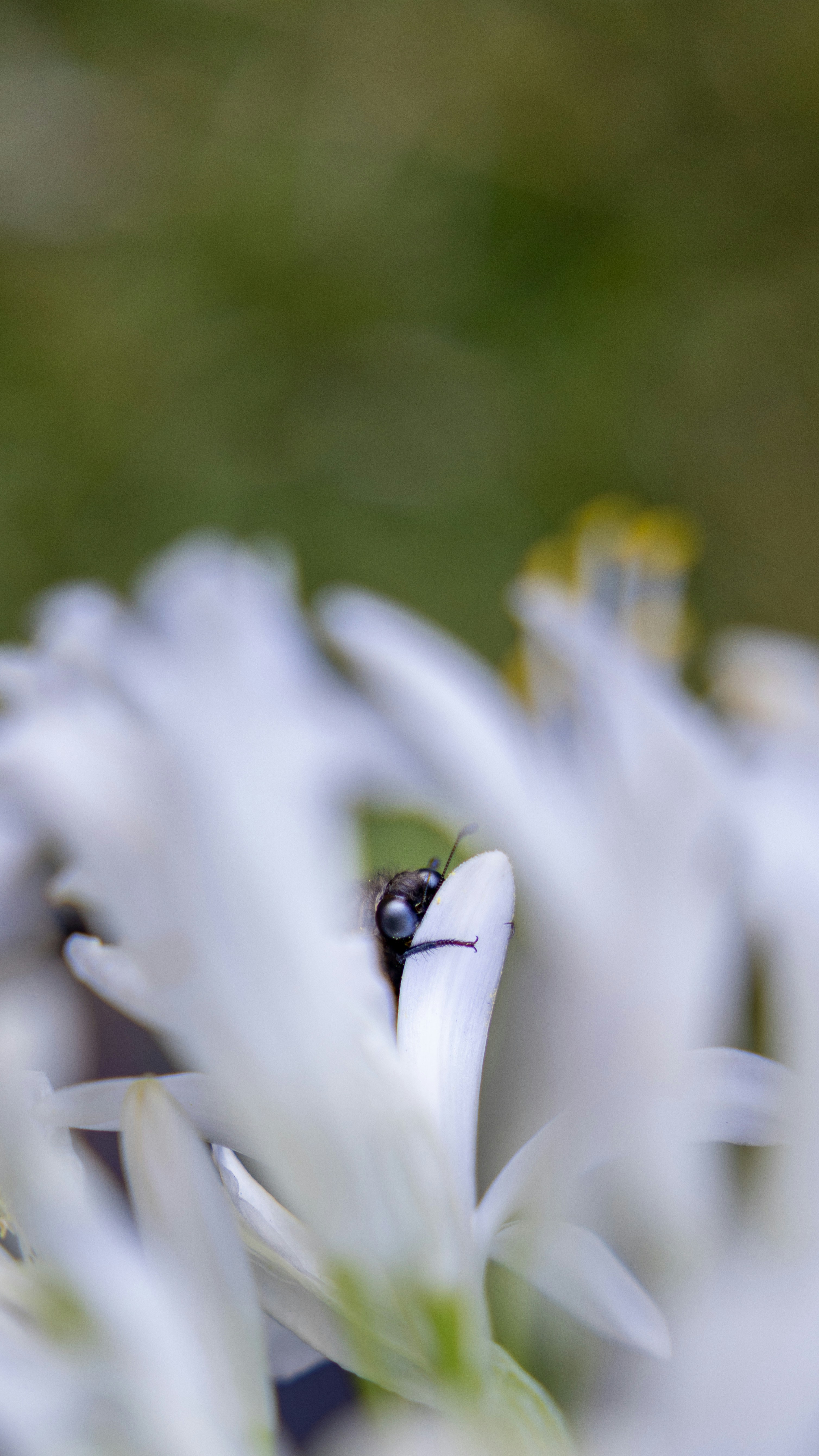 An insect hides among white flower petals.