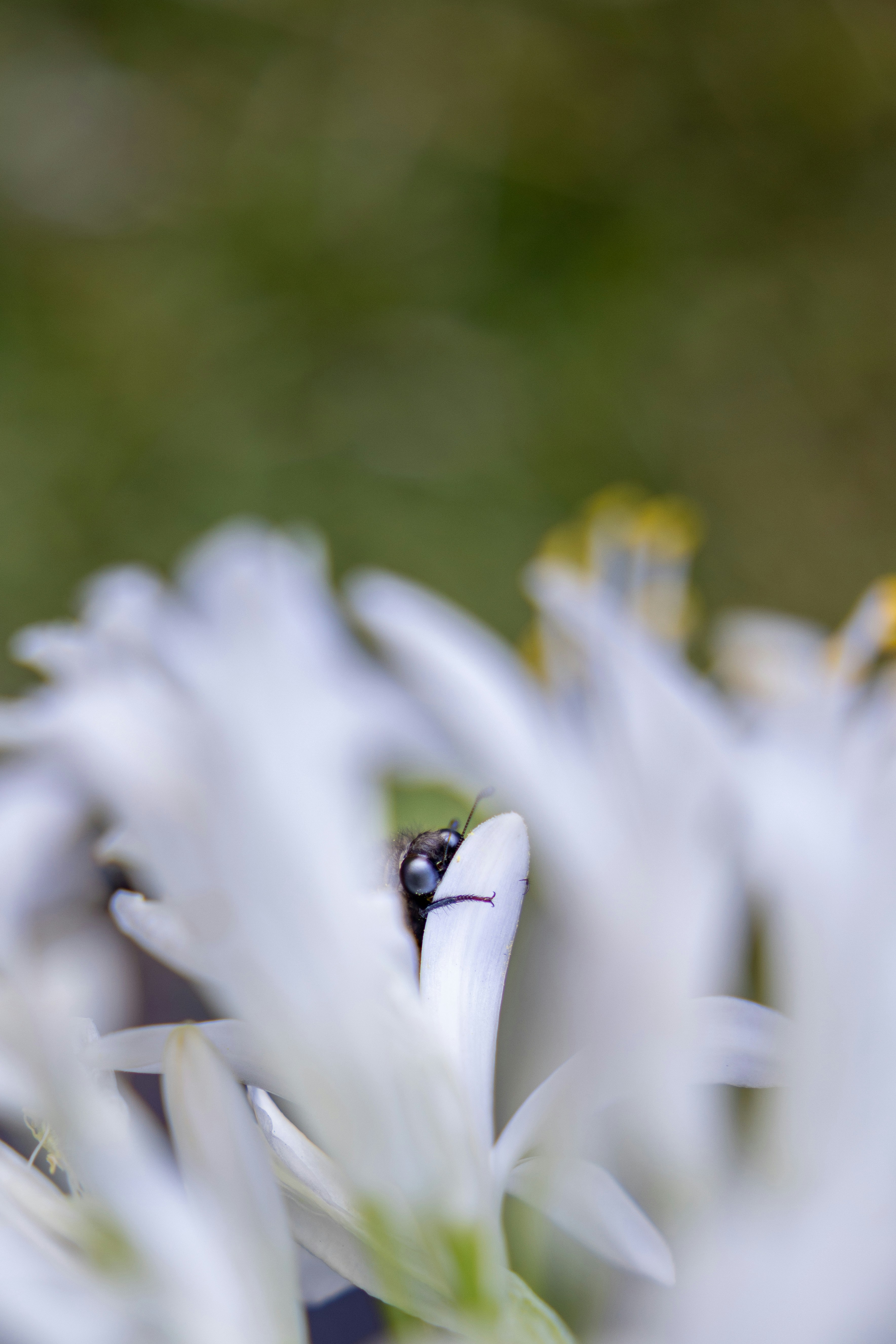 A bug sits among the white flower petals.