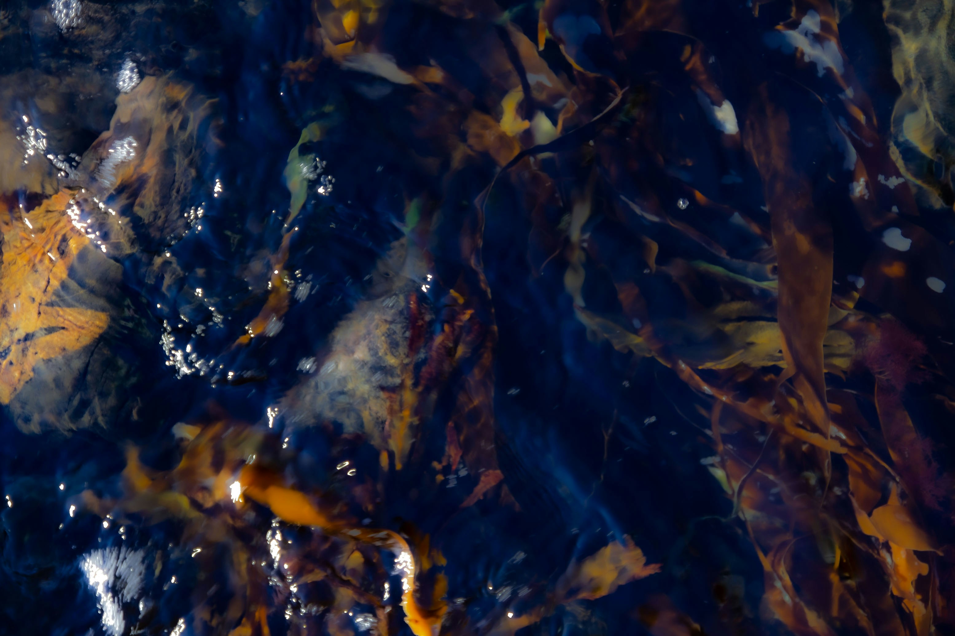 Kelp floats in dark blue ocean water.