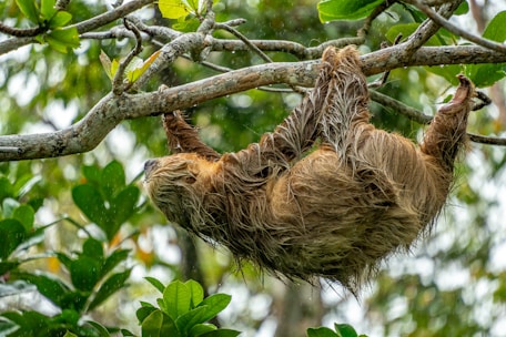 A sloth hangs upside down on a tree branch.