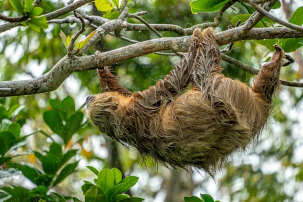 A sloth hangs upside down on a tree branch.