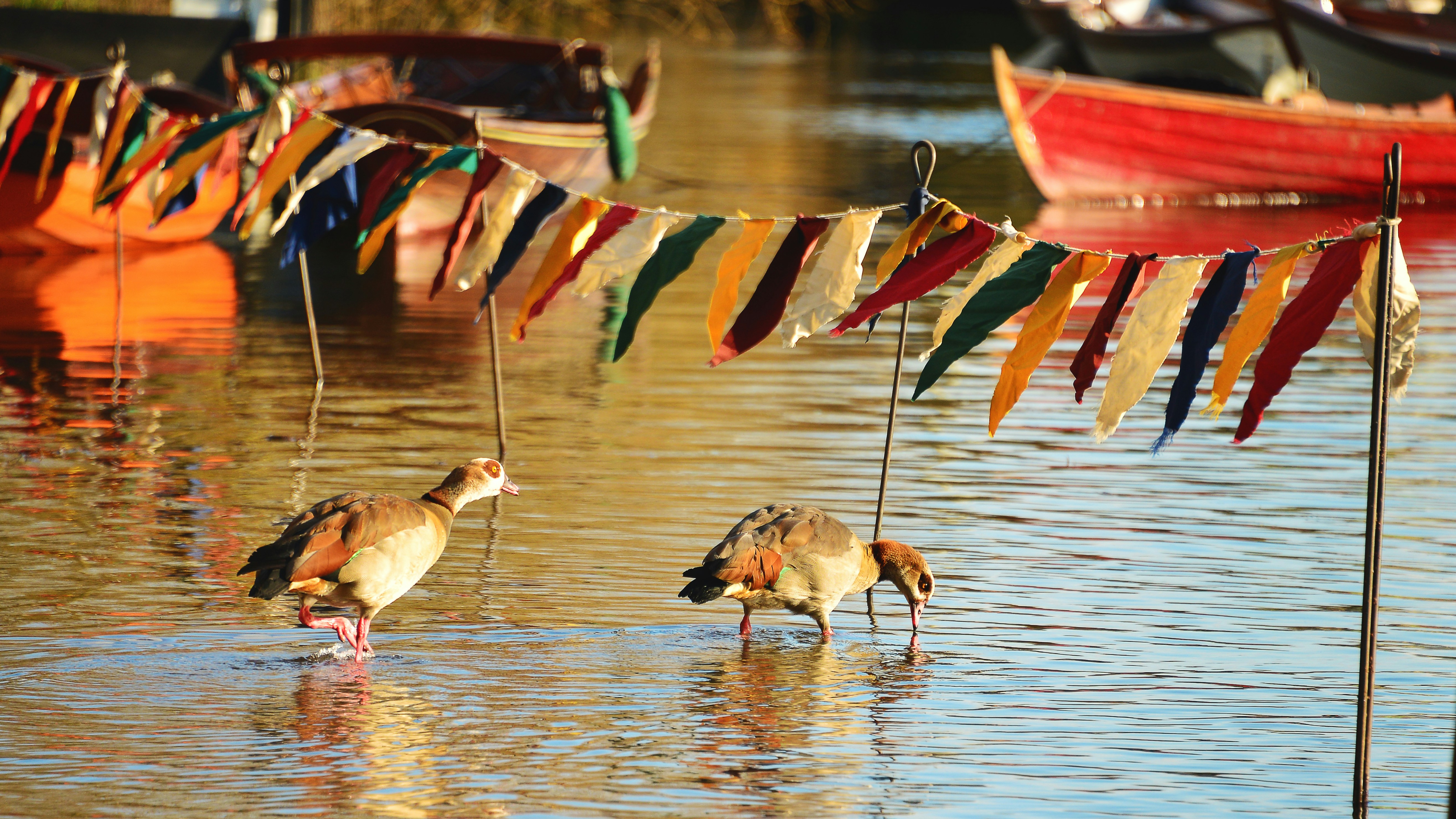 Os patos caminham na água sob bandeirolas coloridas.