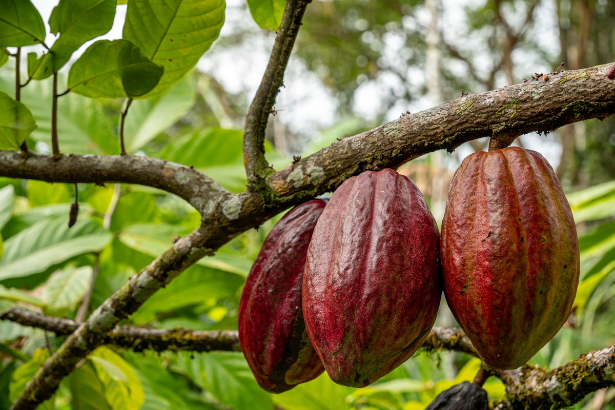 Cocoa pods growing on a tropical tree; illustrative agriculture photography.