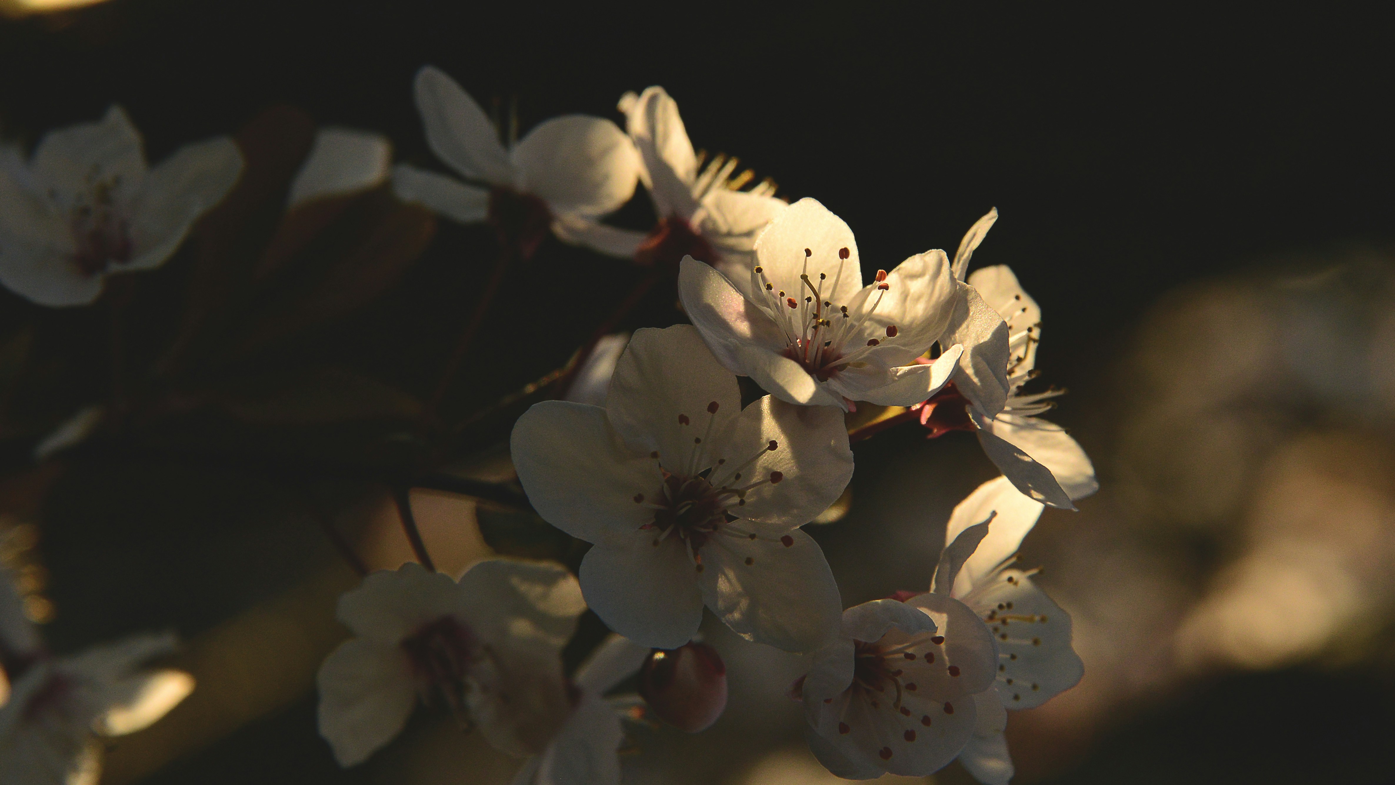 Delicadas flores brancas se aquecem à luz do sol.