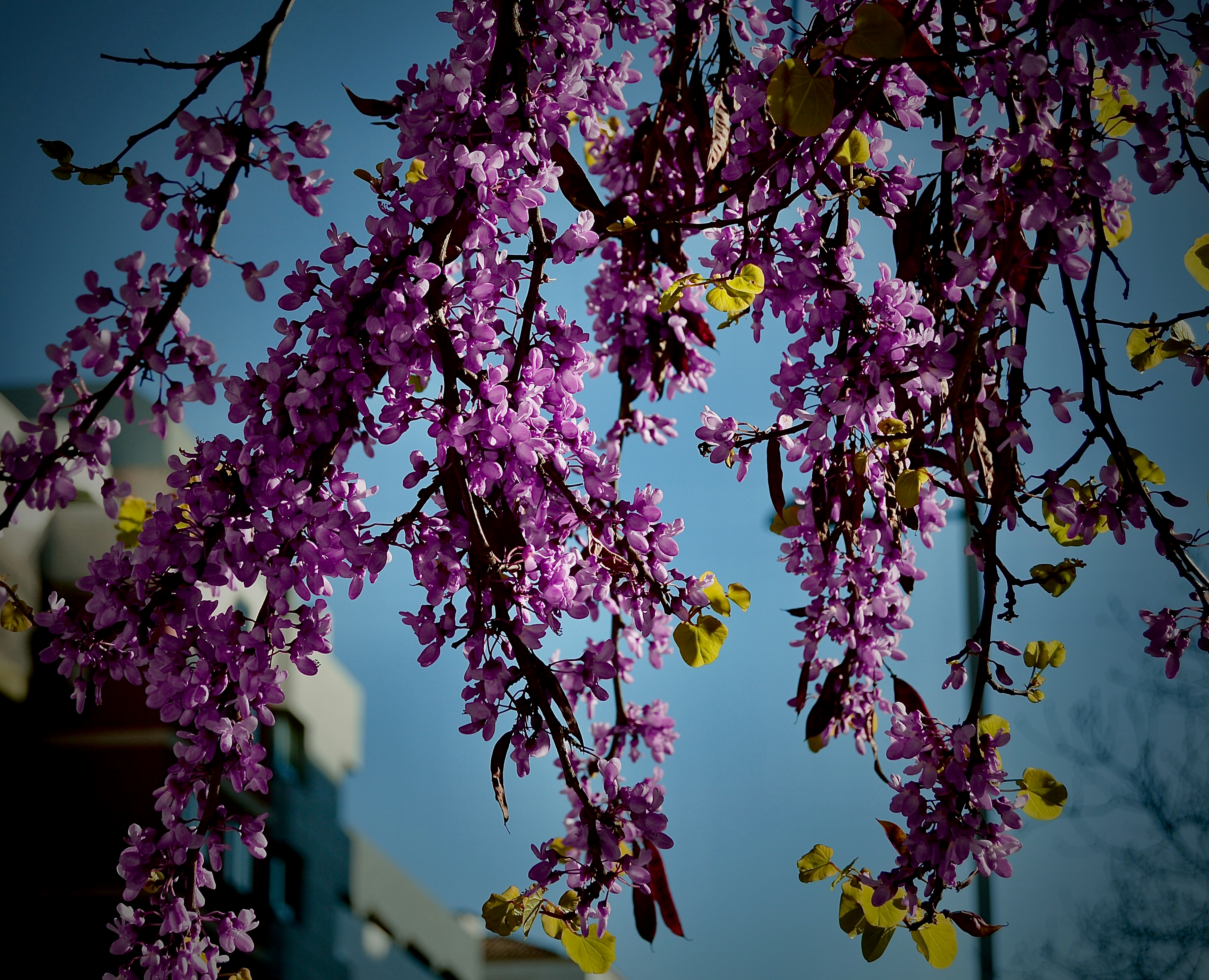 Photo by antoniozarza