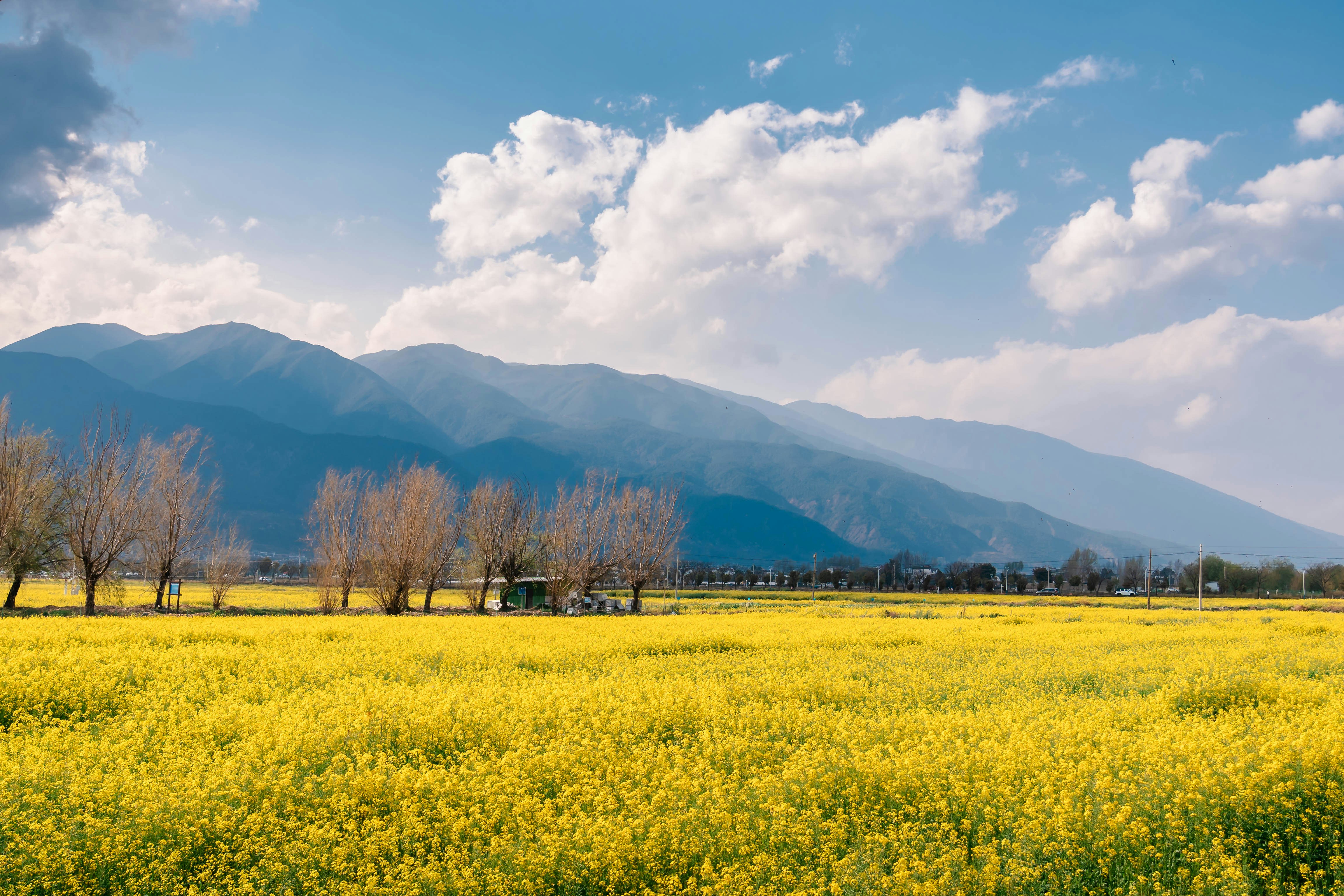 Yellow flowers bloom in front of mountains.