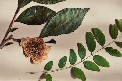 Leaves and a flower lie on a surface.