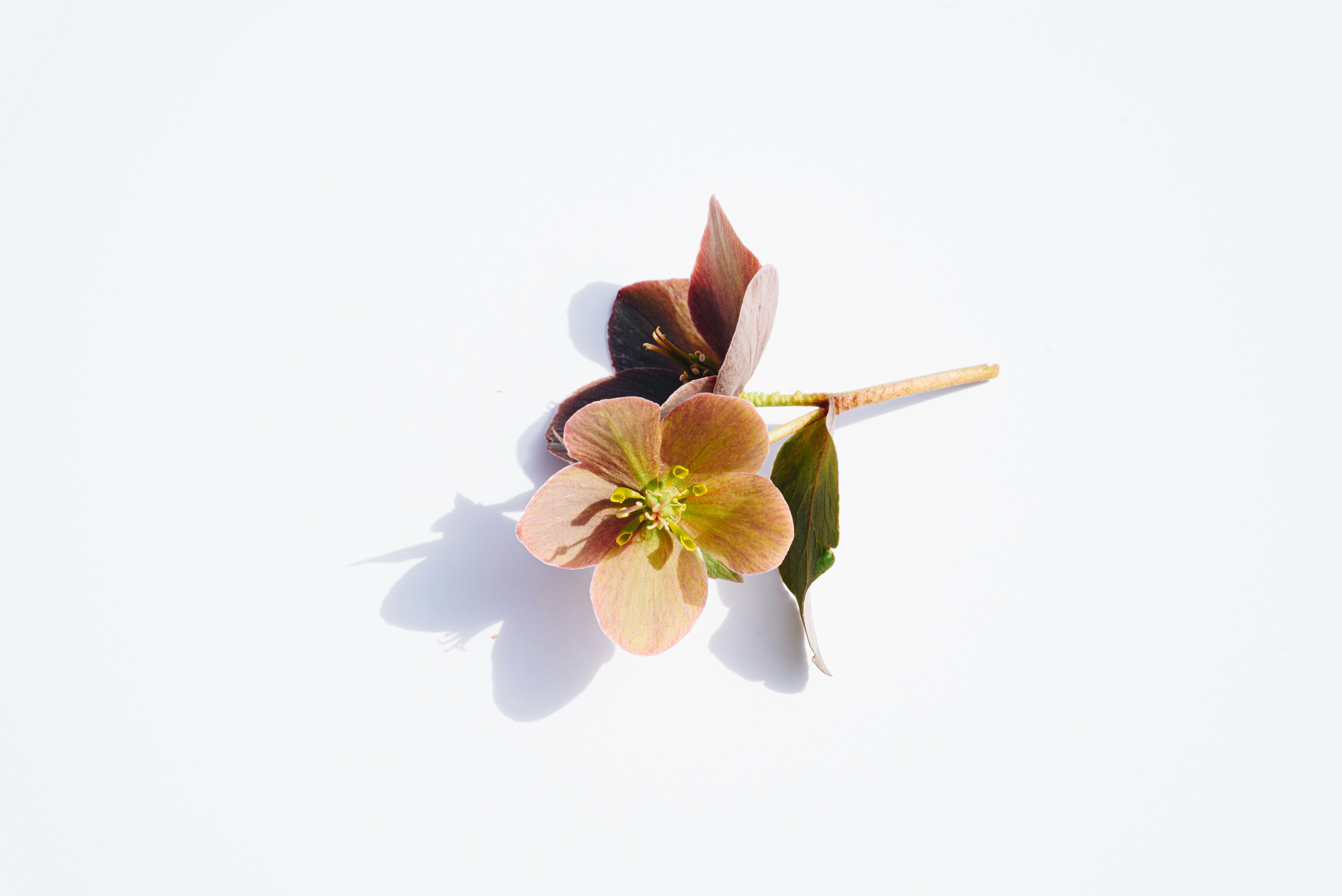 Photo by evieshaffer