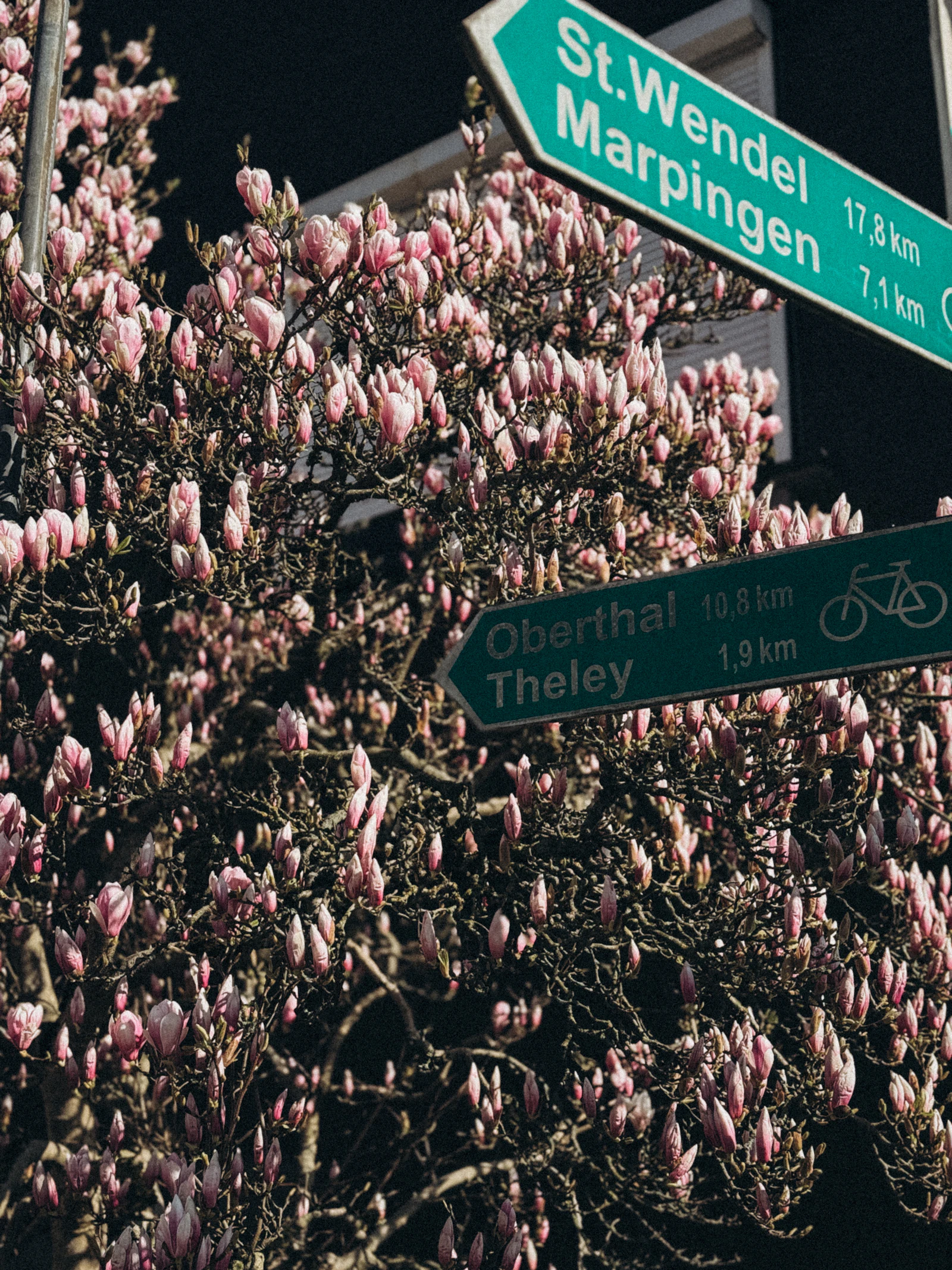 A blossoming tree beside a street sign.