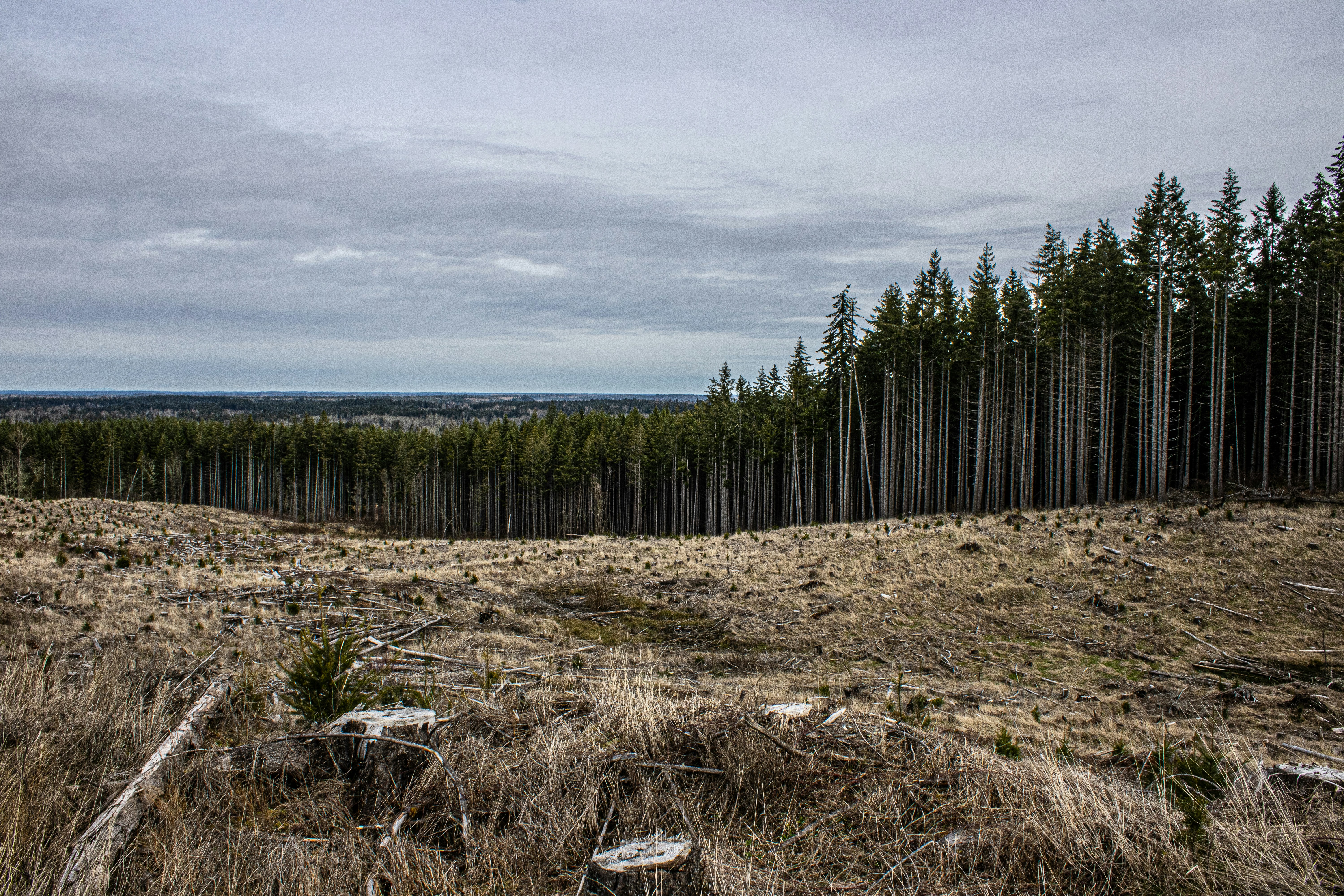 Deforestation and a forest in the background.