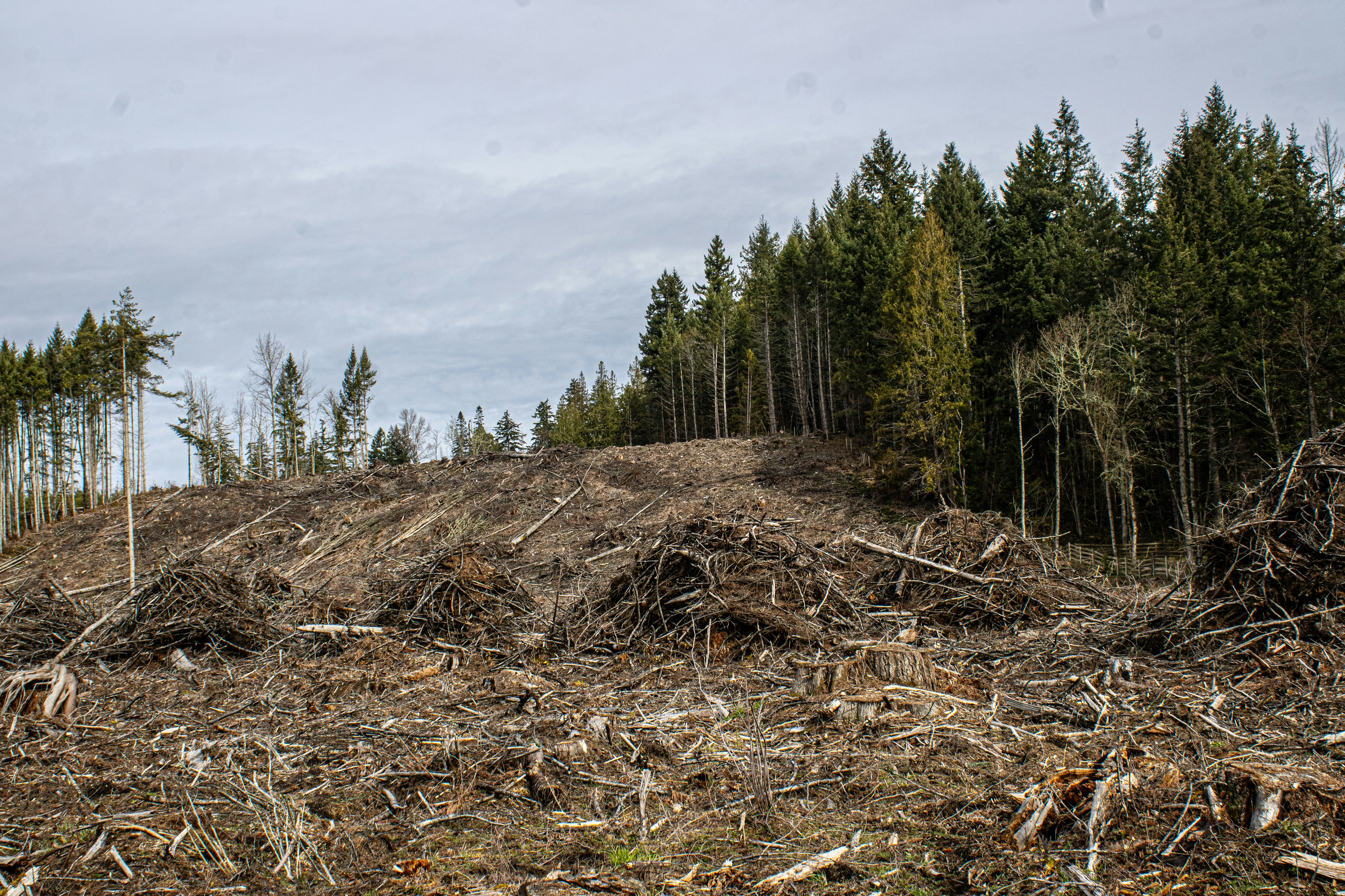 Clear-cut area next to a forested section.