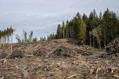 Clear-cut area next to a forested section.