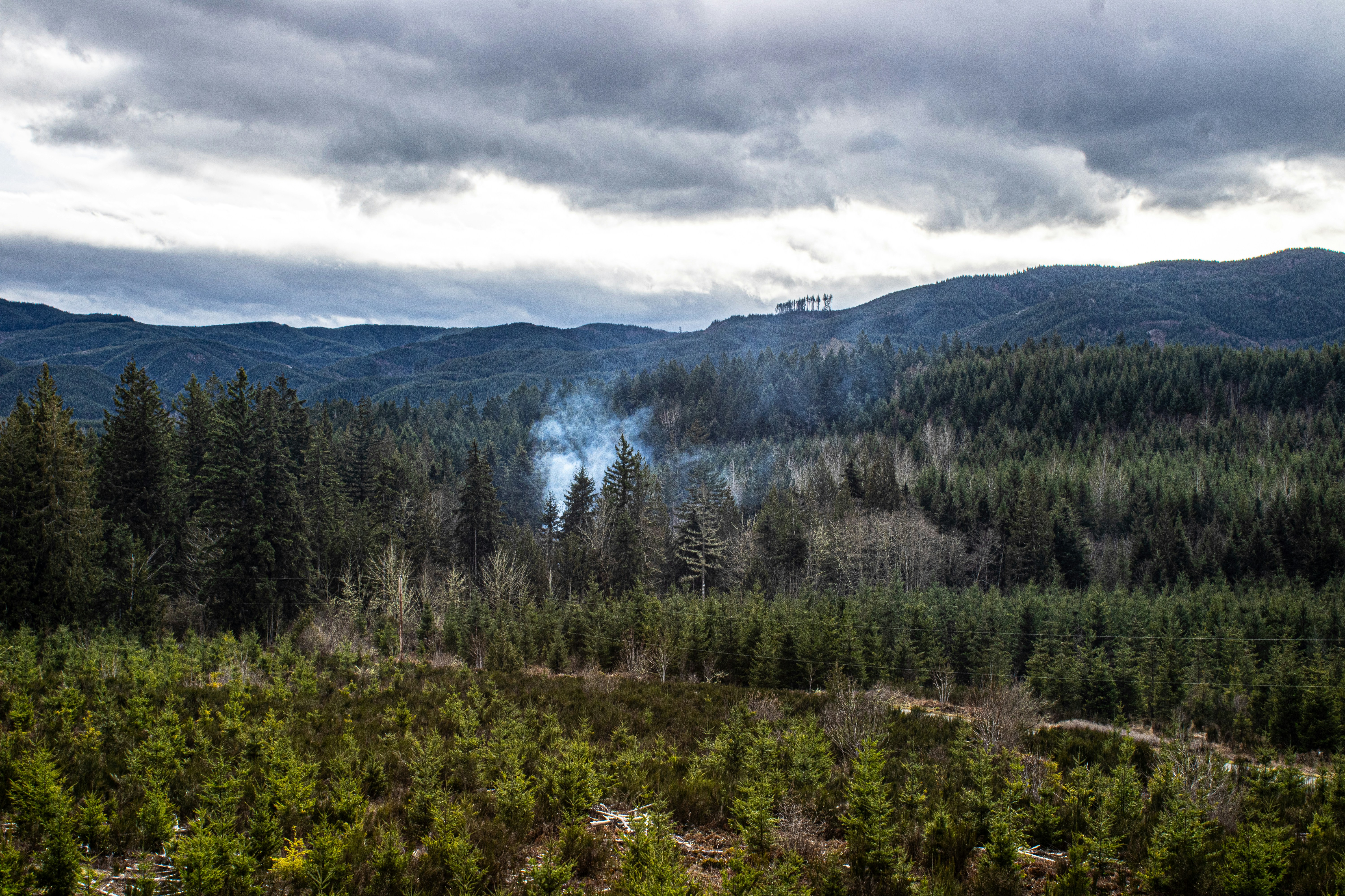 Forest landscape under a cloudy sky.
