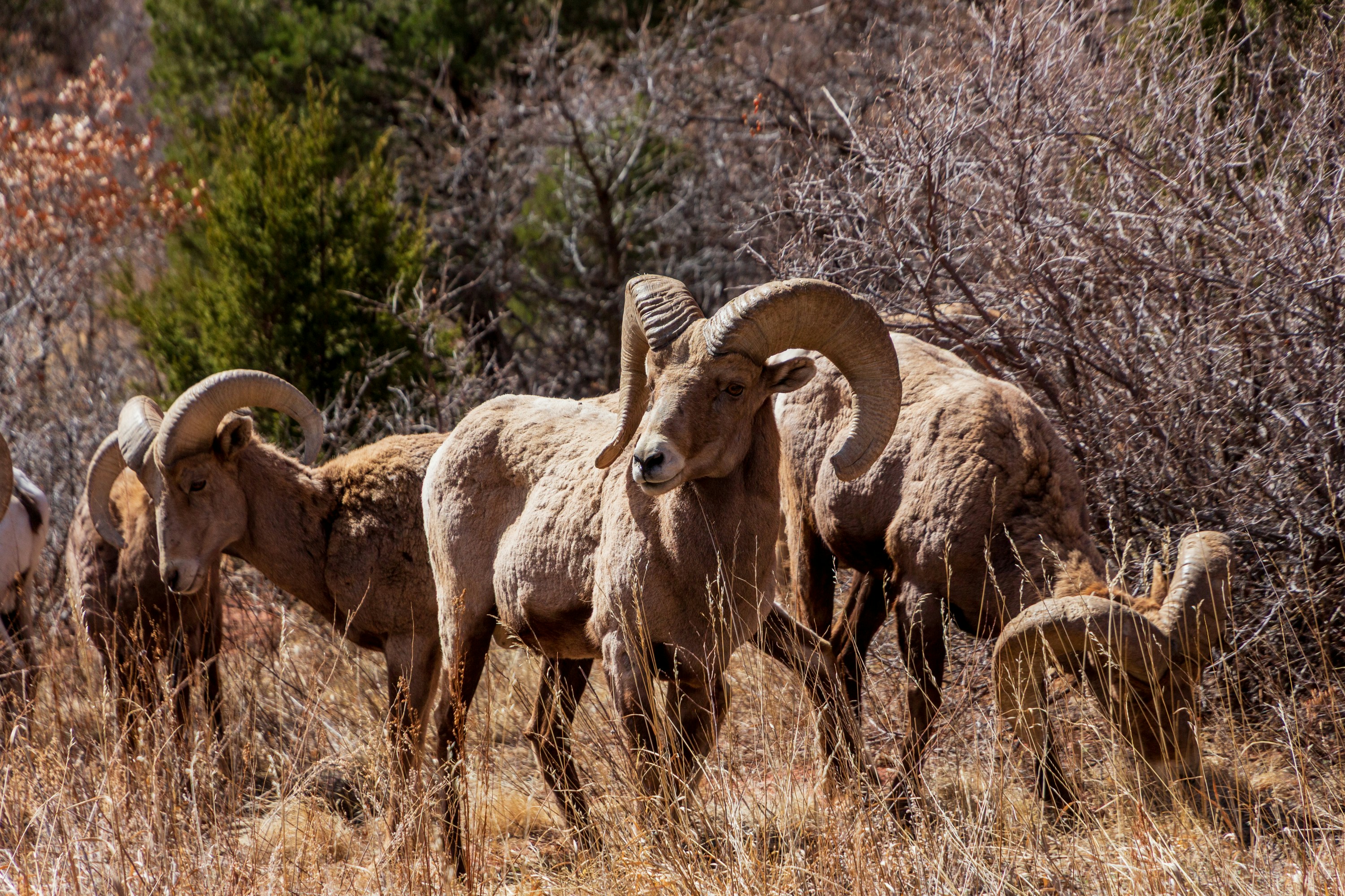 Several bighorn sheep graze in a field.