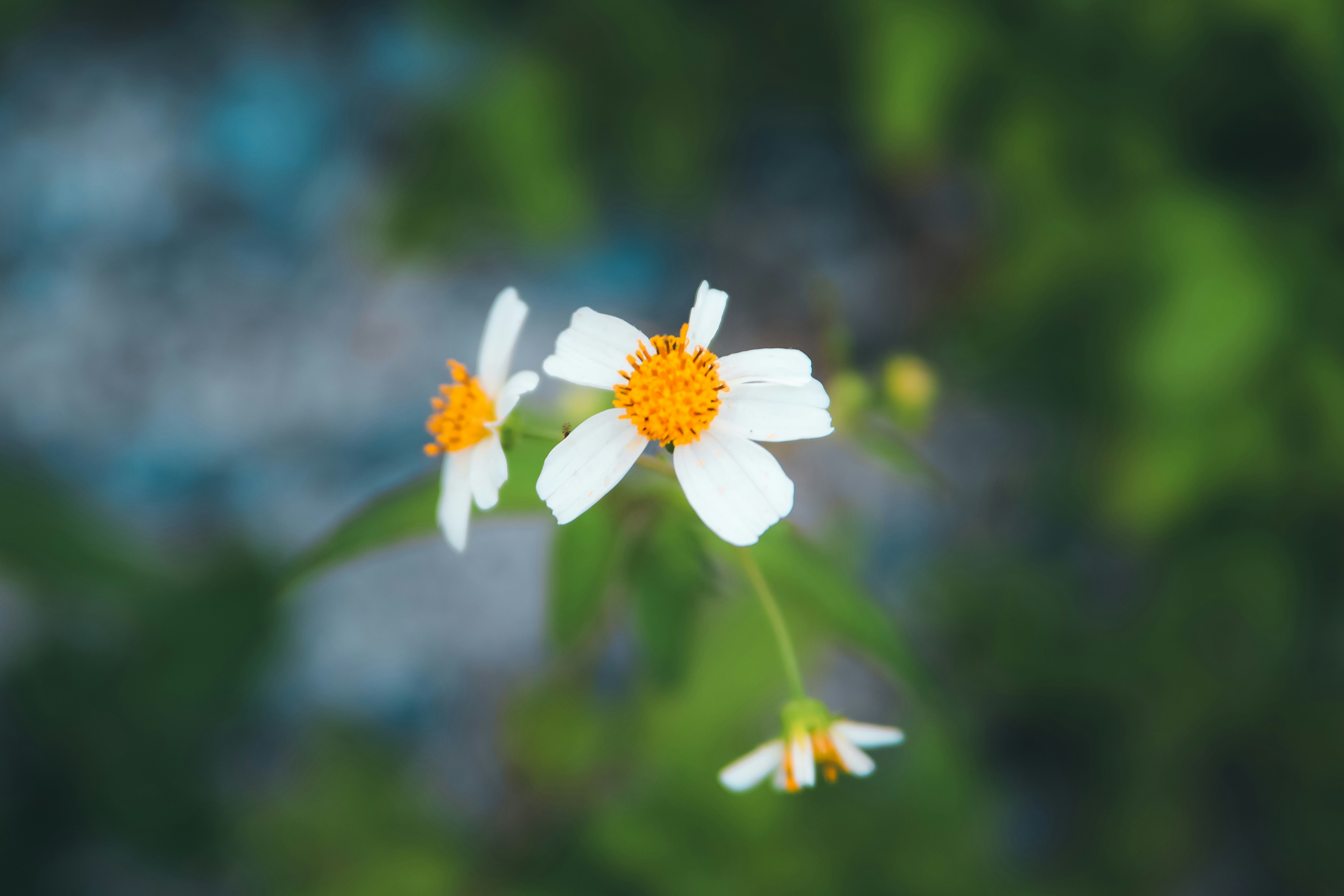 Photo by unclpenguin