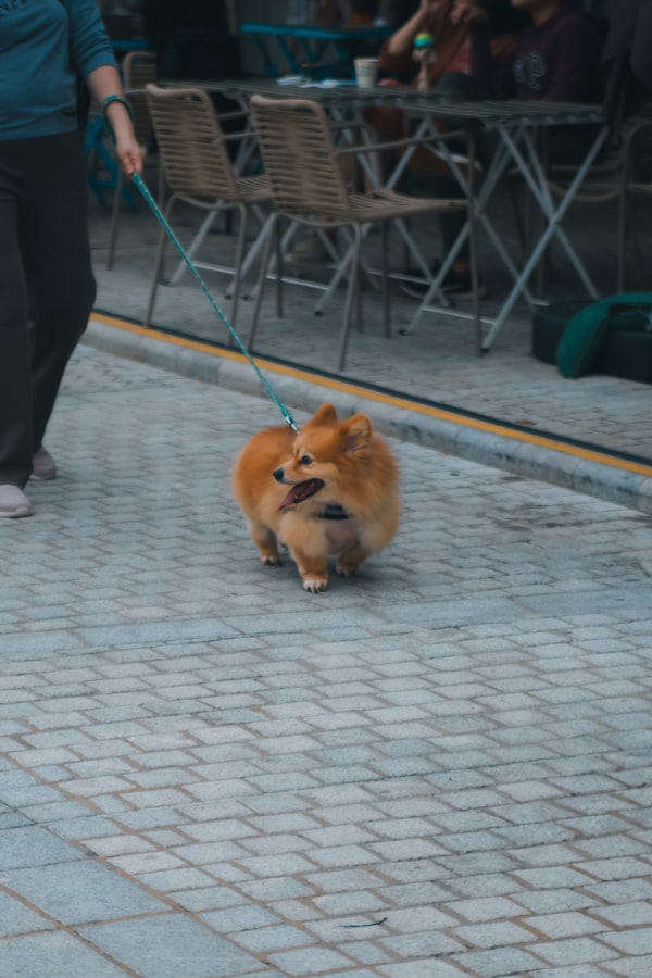 Premium Dog Kibble
