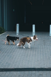 Two dogs walk on a paved area.