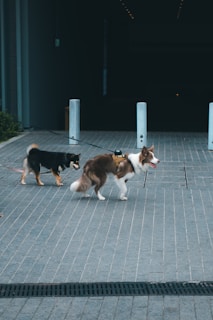 Two dogs walk on a paved area.