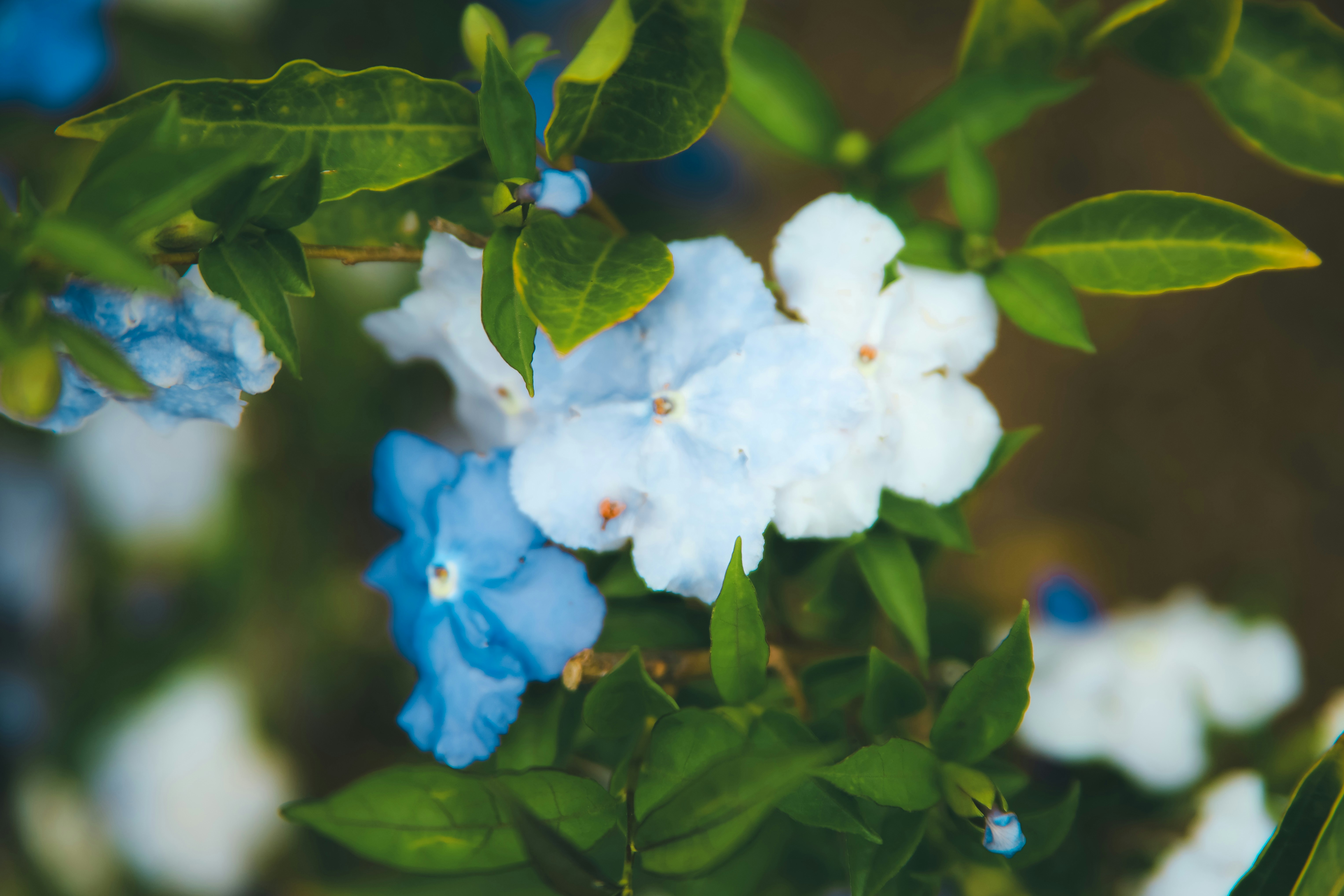 Photo by unclpenguin