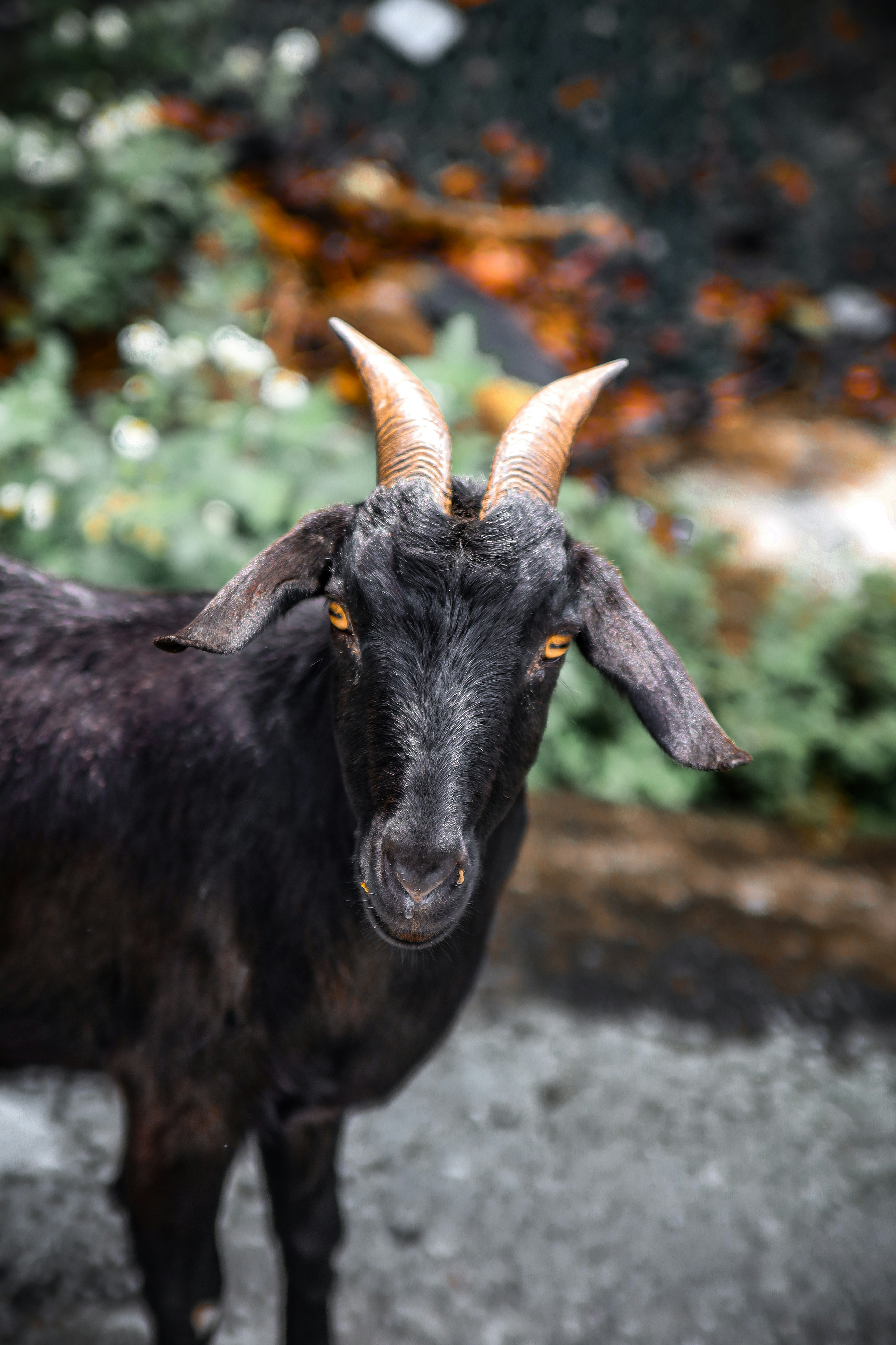 Photo by unclpenguin