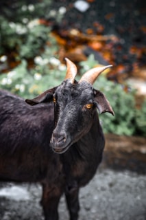 A black goat stares directly at the camera.
