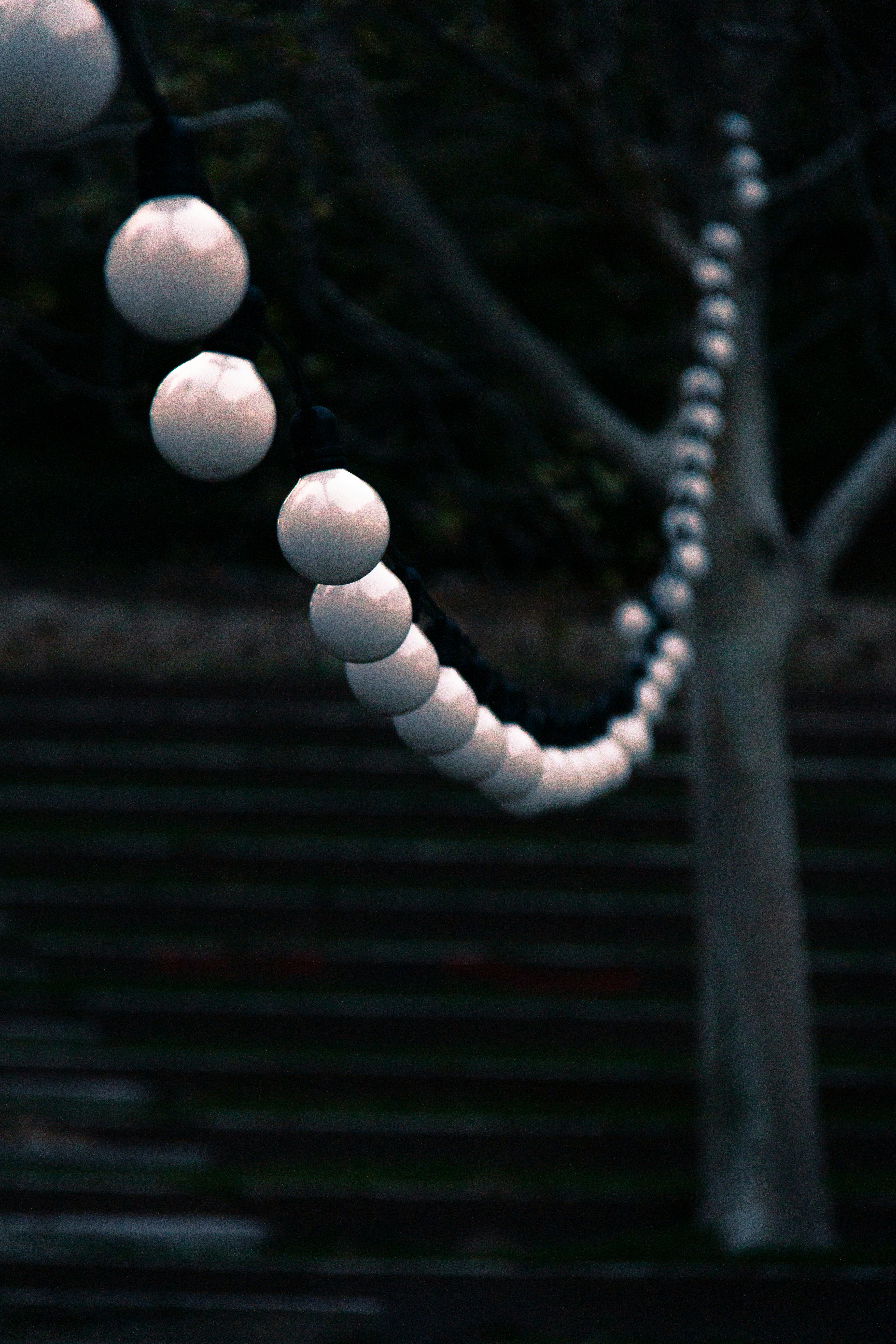 Guirnaldas de luces cuelgan de un árbol por la noche.