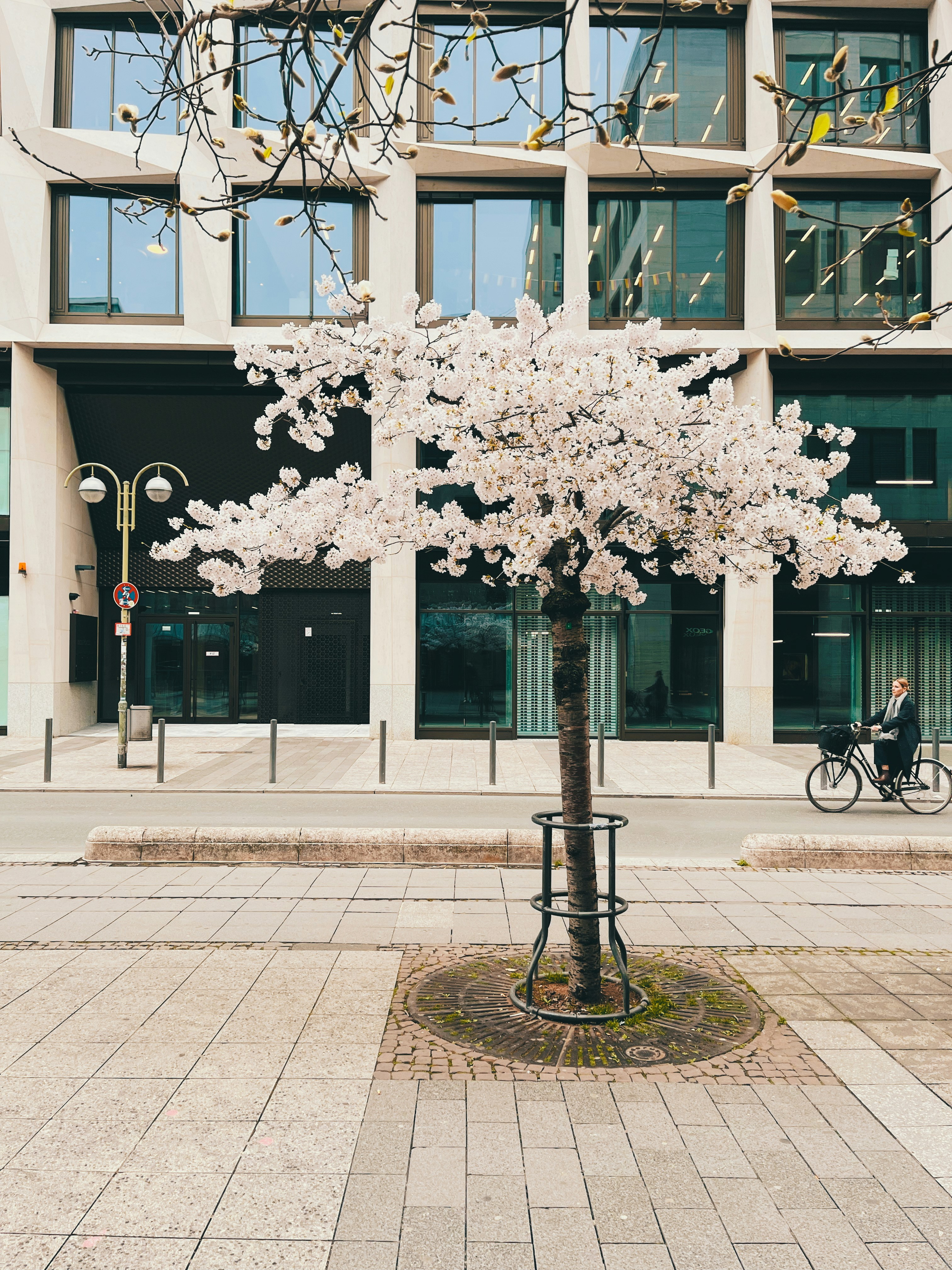 Cerisier en fleurs devant l’architecture moderne.