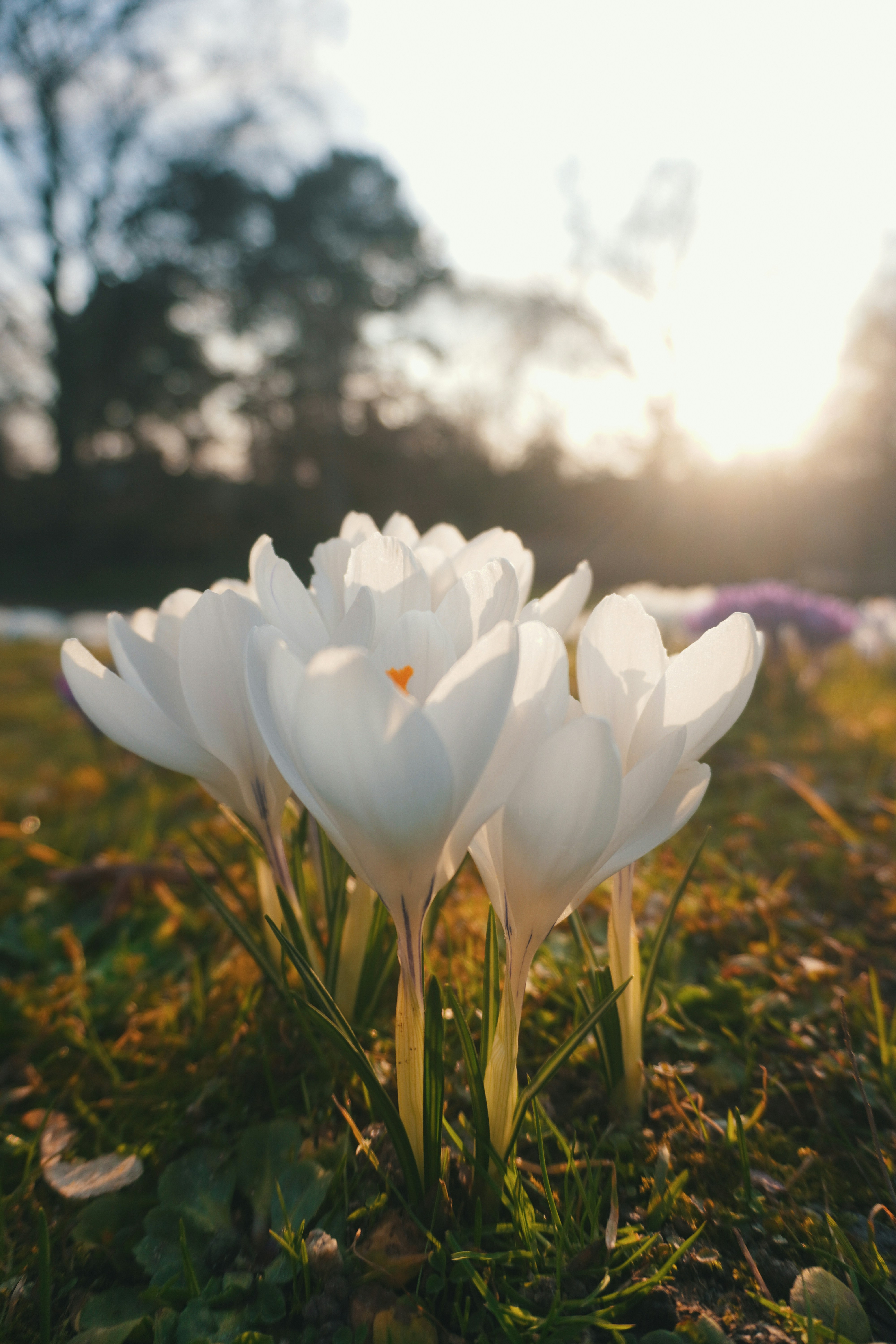 Les fleurs de crocus blanches fleurissent en plein soleil.