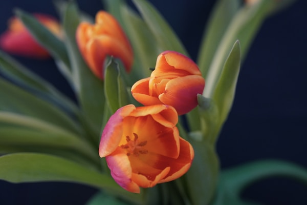 Tulips