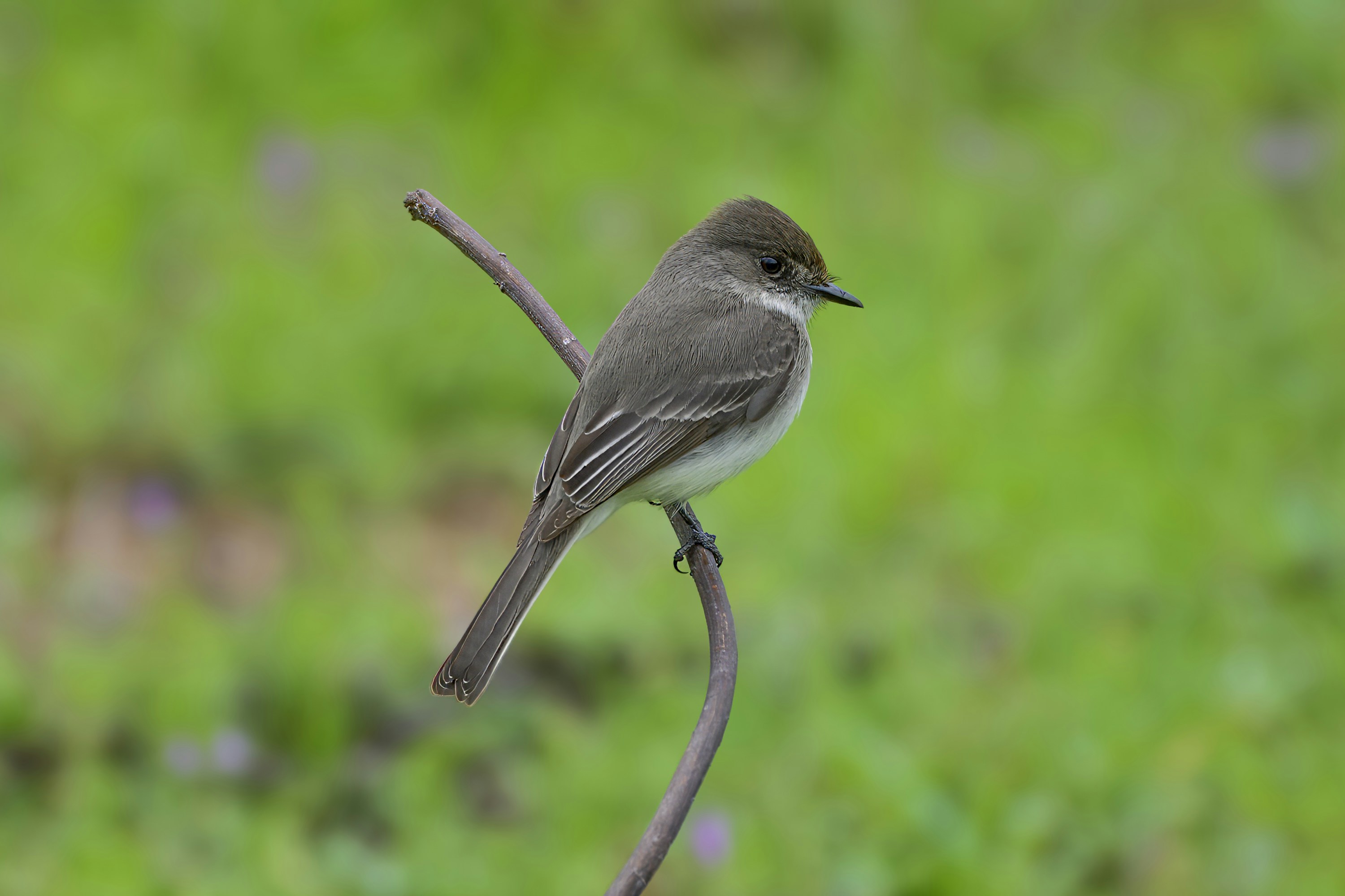 A small bird sits perched on a branch.