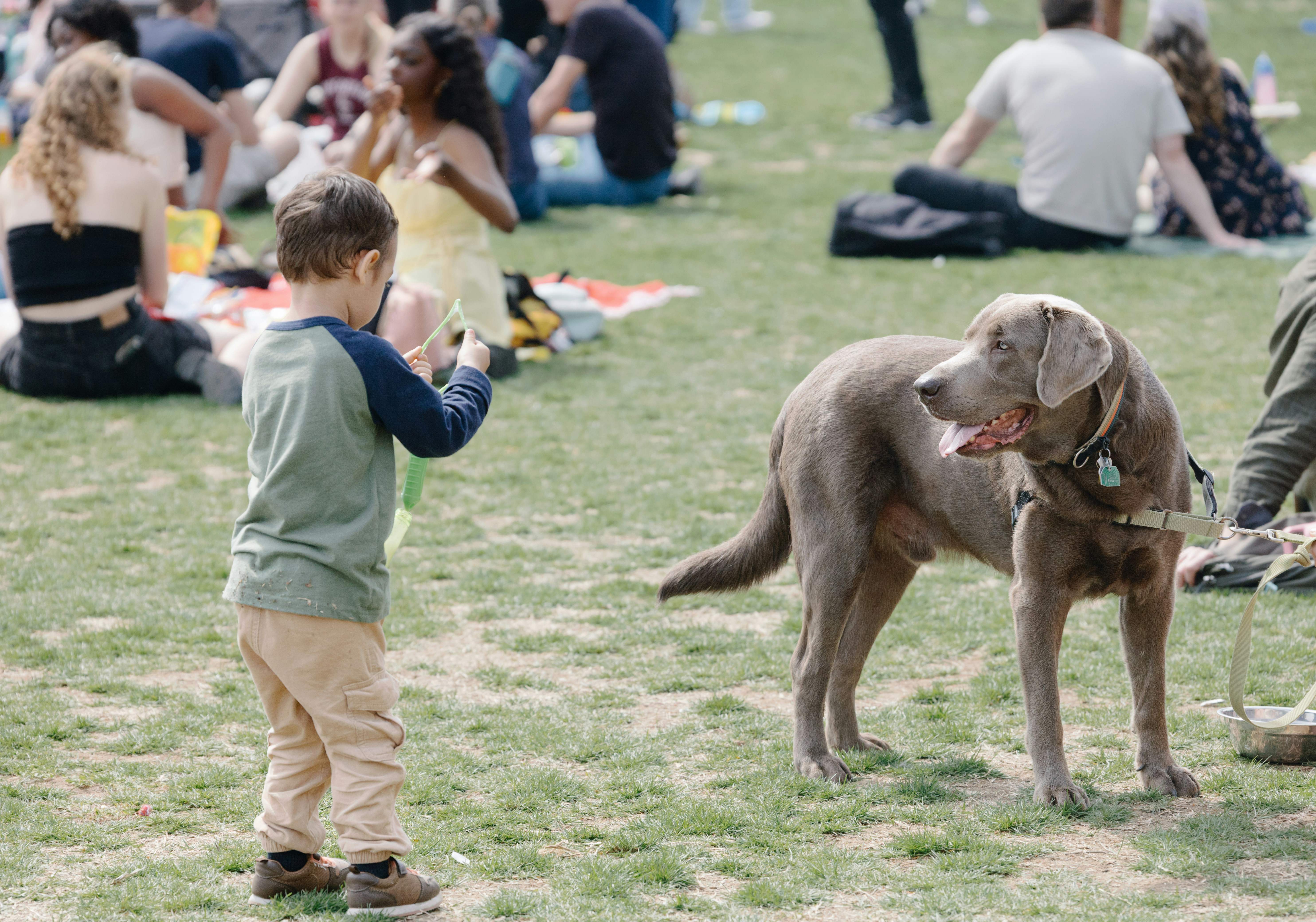 A boy takes a picture of a dog.