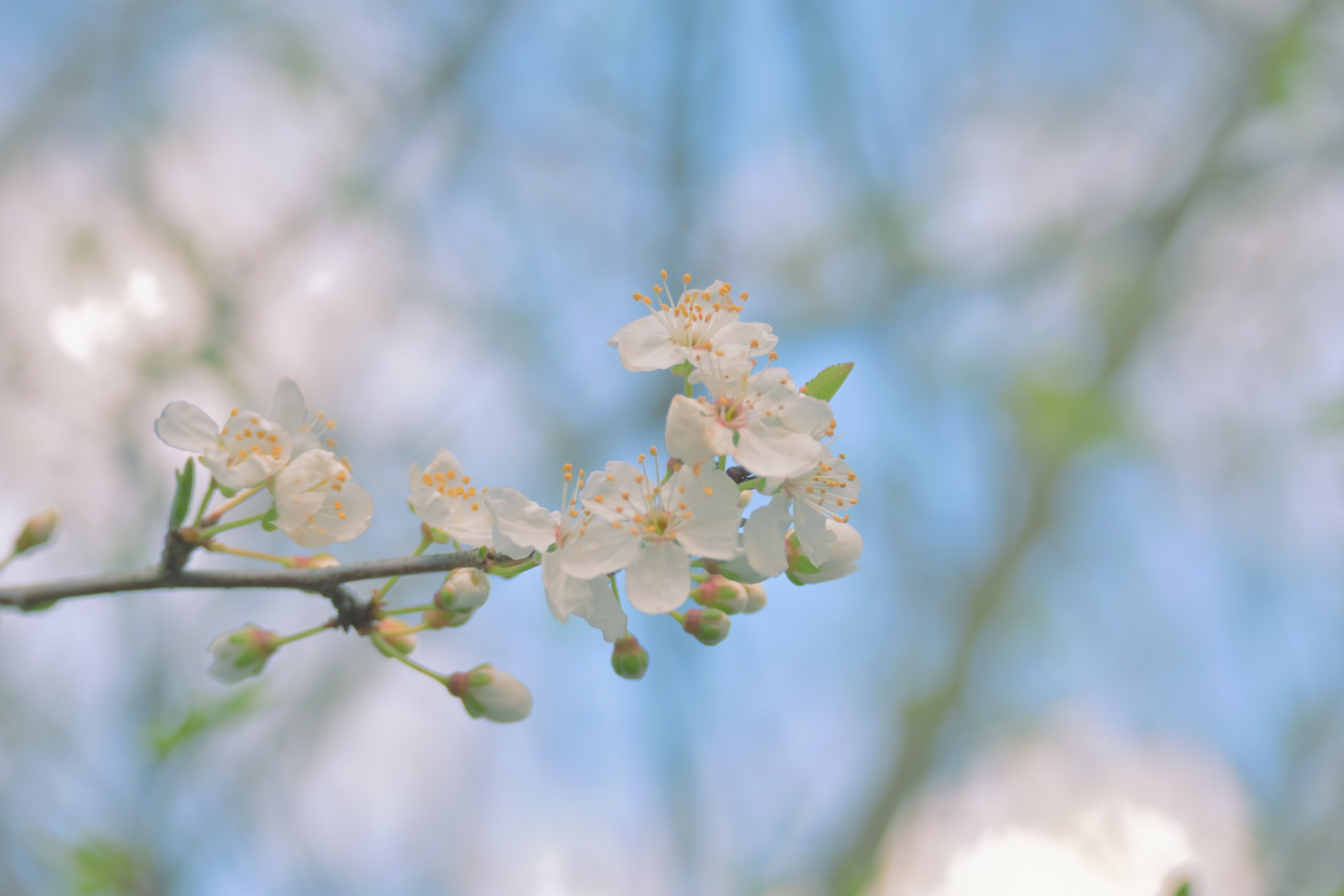 Photo by fleeting_glow