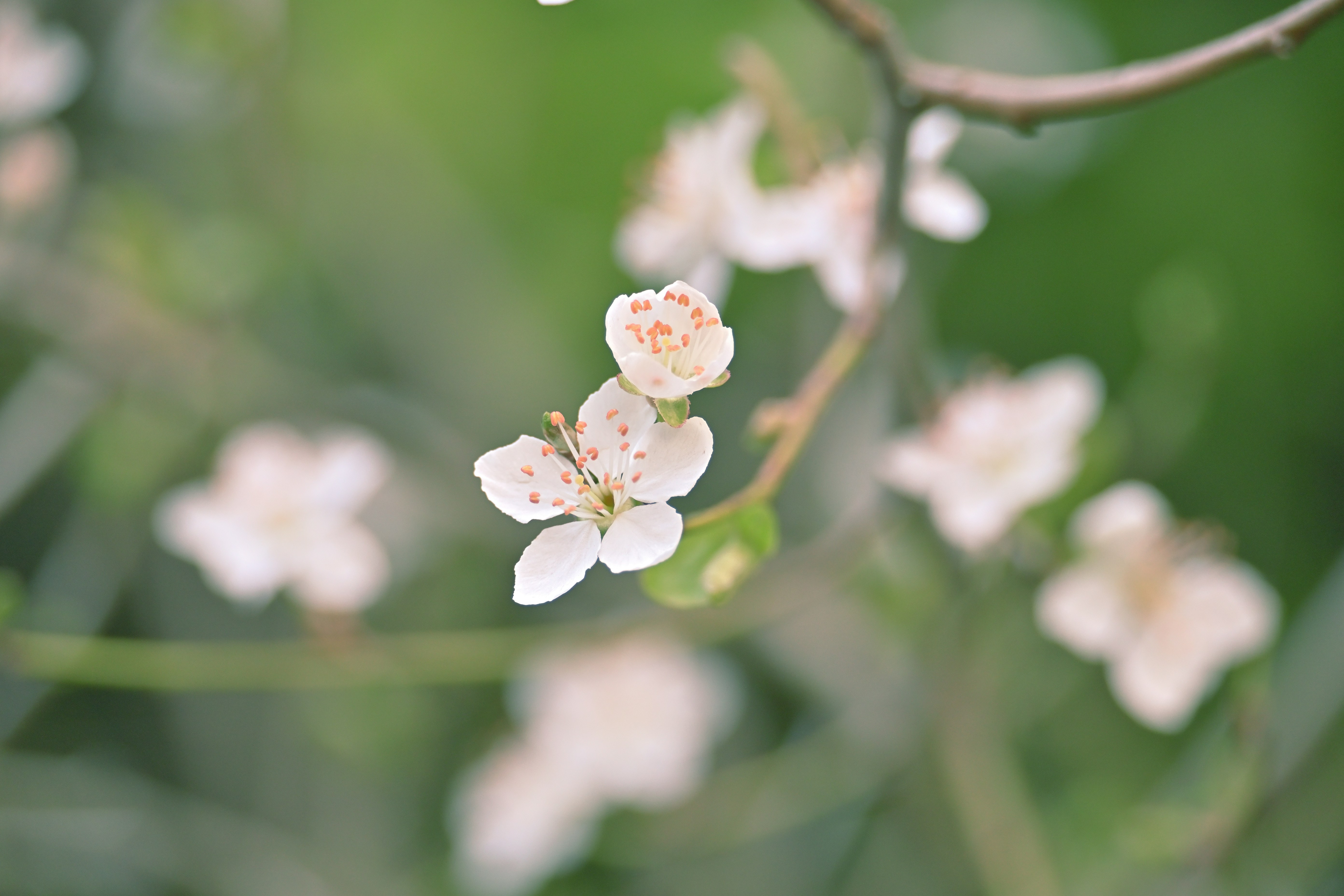 Photo by fleeting_glow