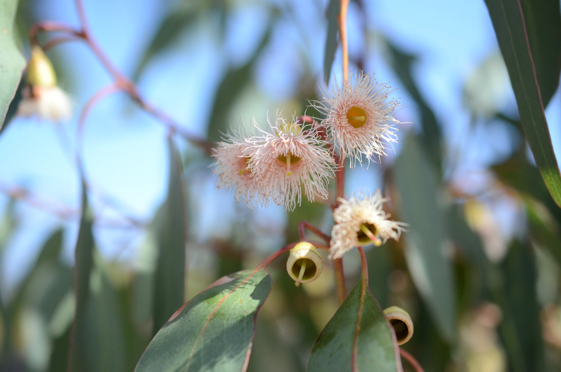 Eucalyptus flowers bloom in the sun.