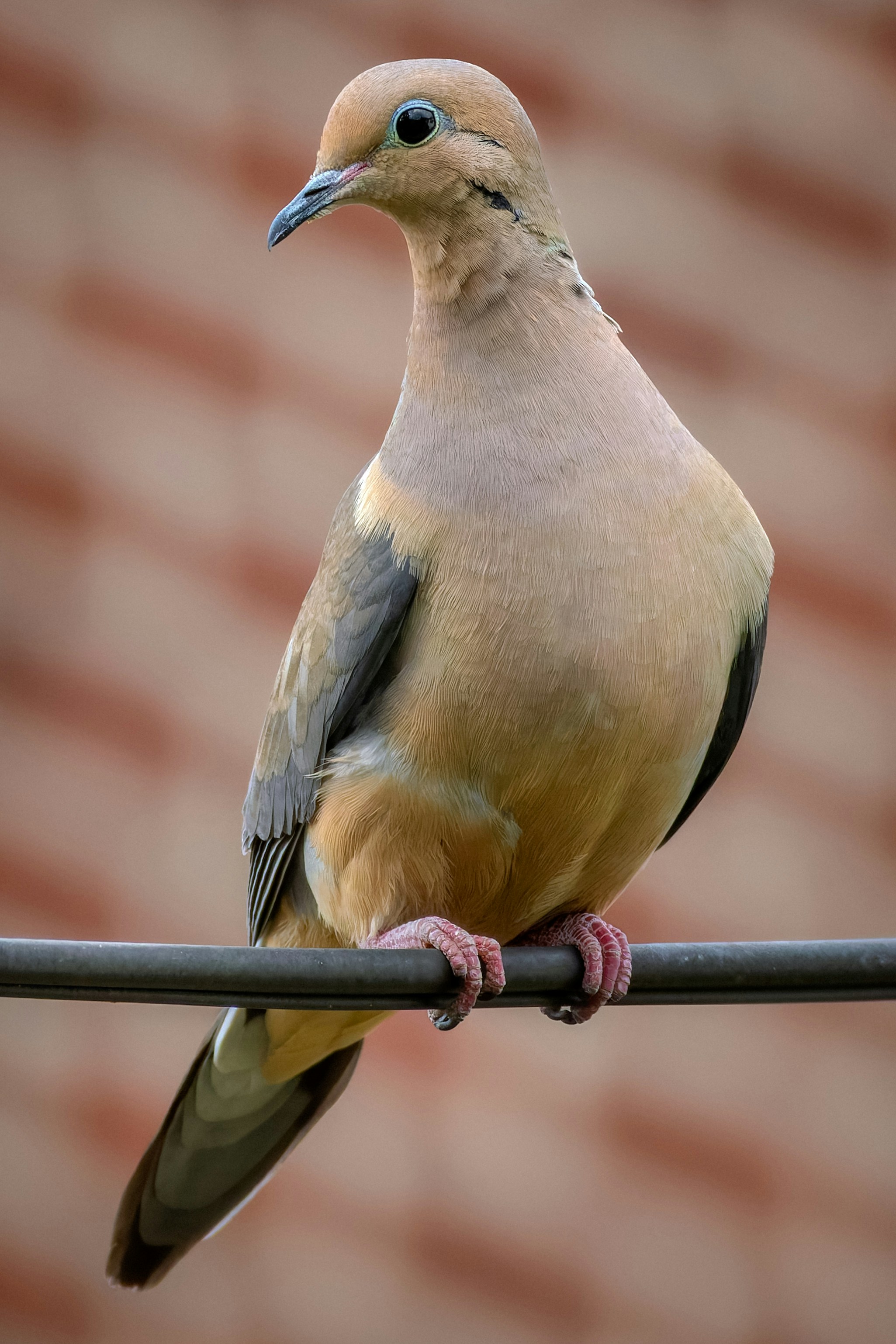A mourning dove perches on a wire.