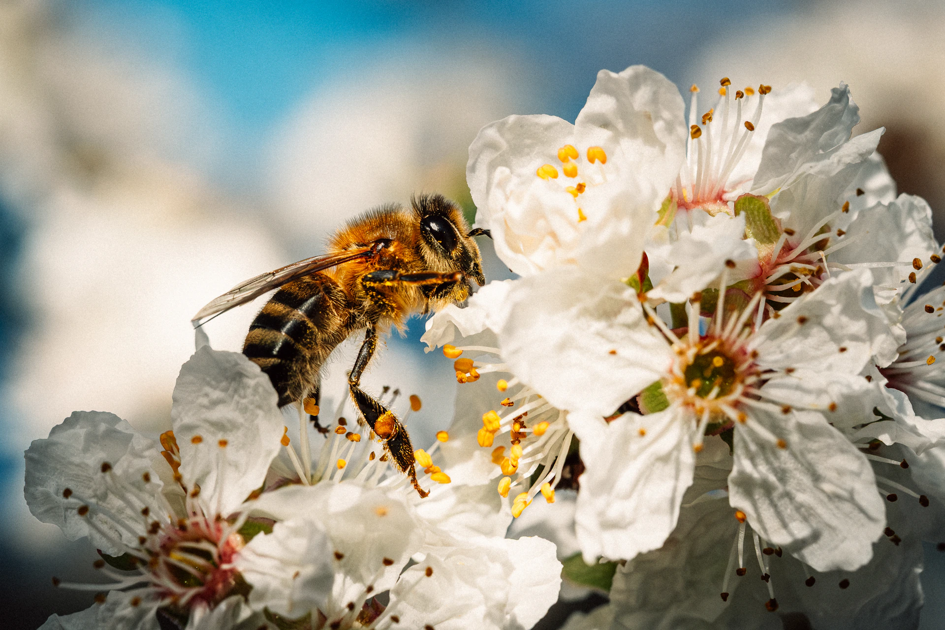 A bee is pollinating white blossoms.