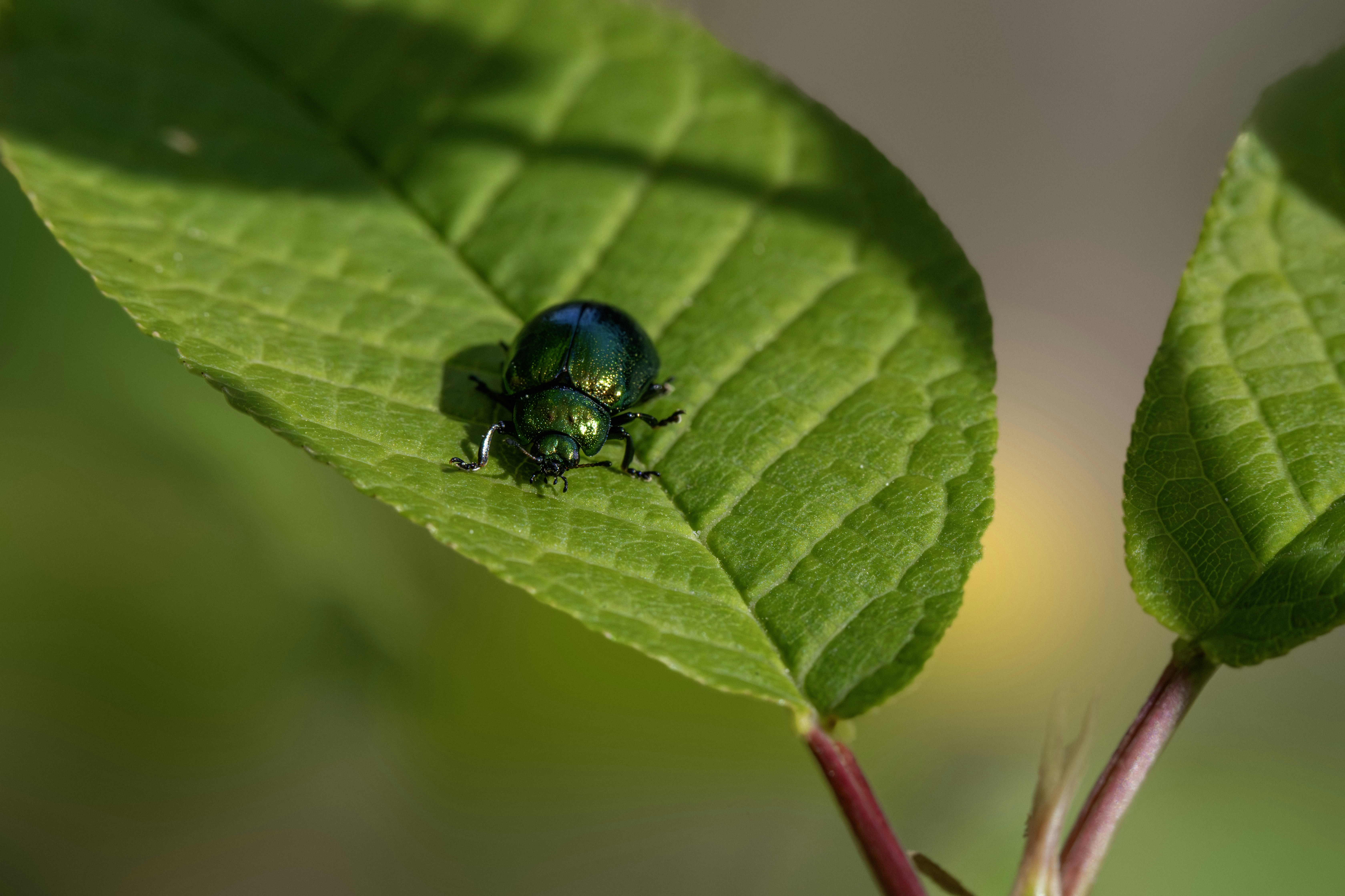 Photo by erik_karits