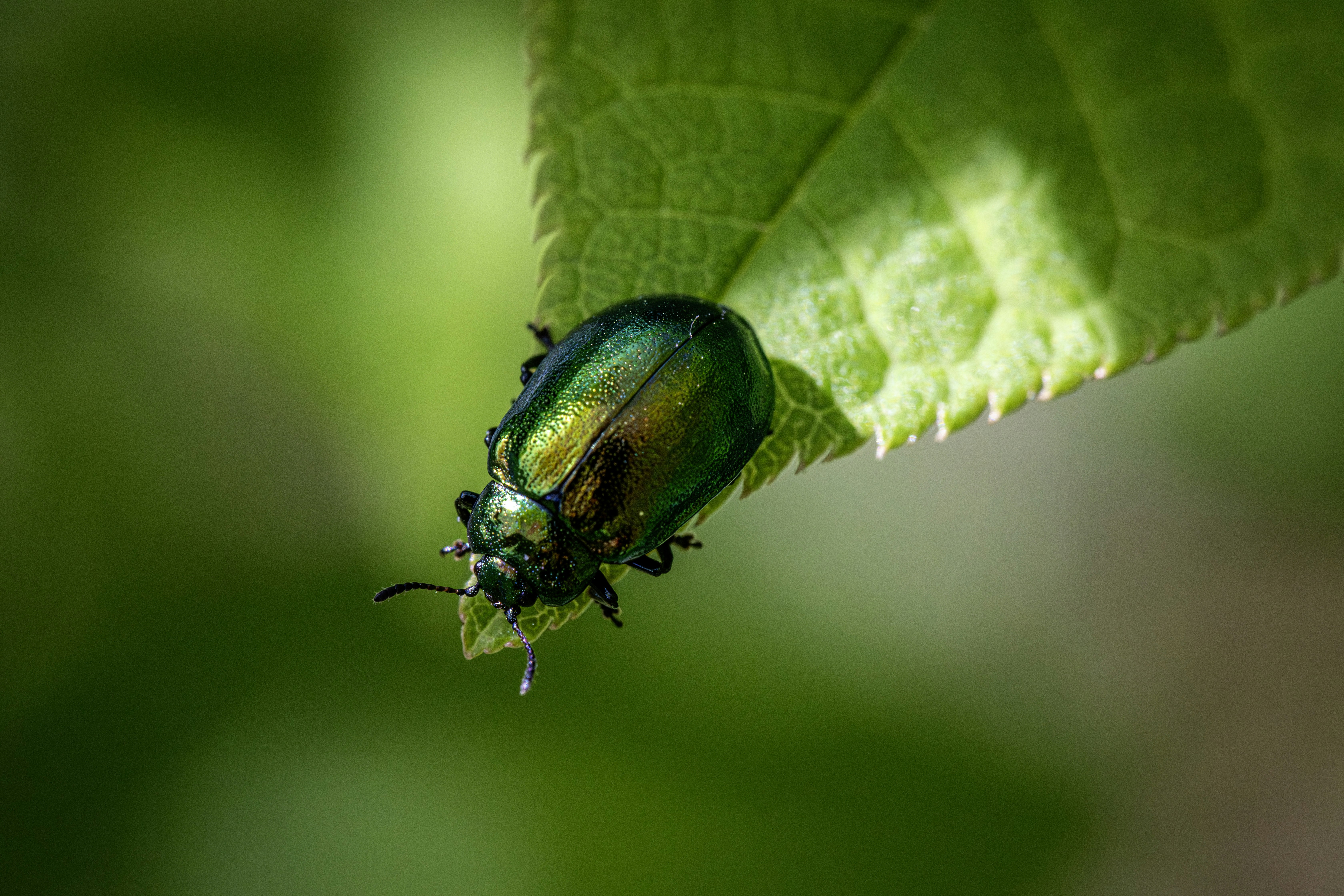 Photo by erik_karits