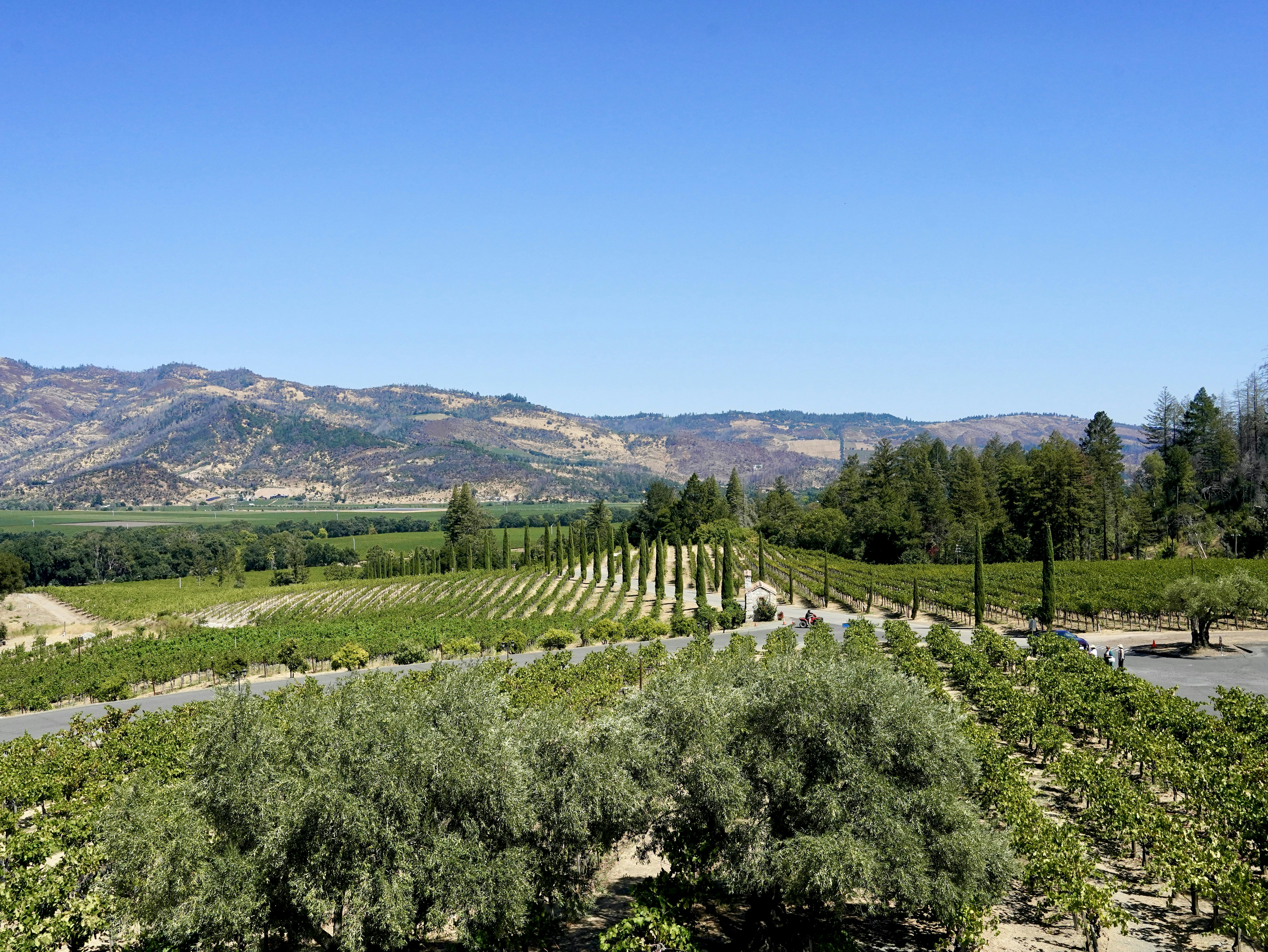 Vineyard rows stretch towards distant mountains.