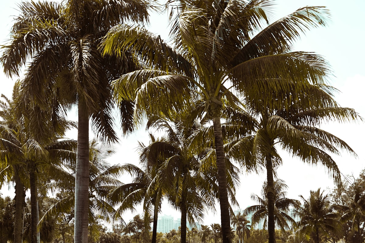 Miami nightlife scene with neon lights and vibrant energy in South Florida