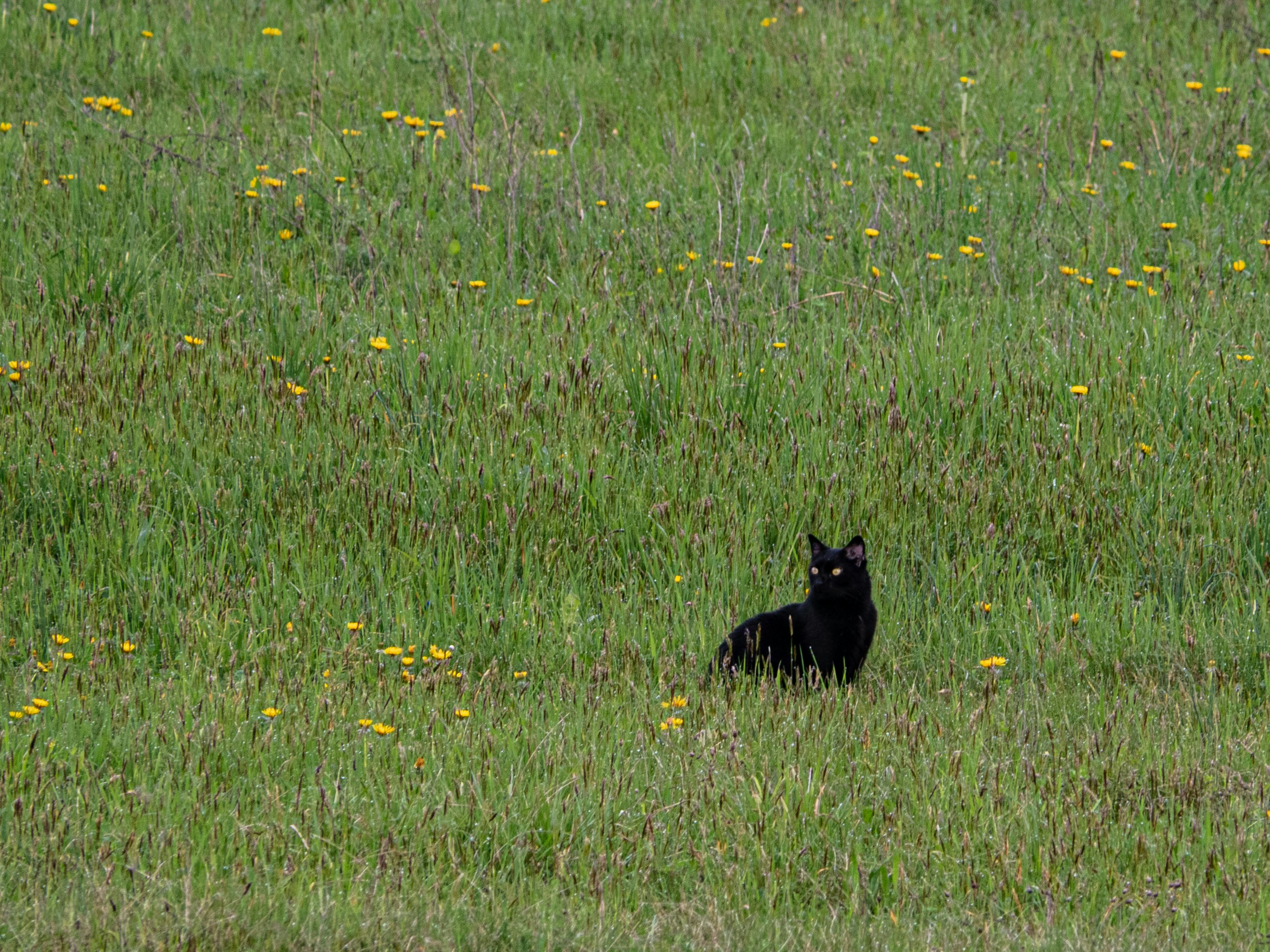 Photo by gopitri_prem