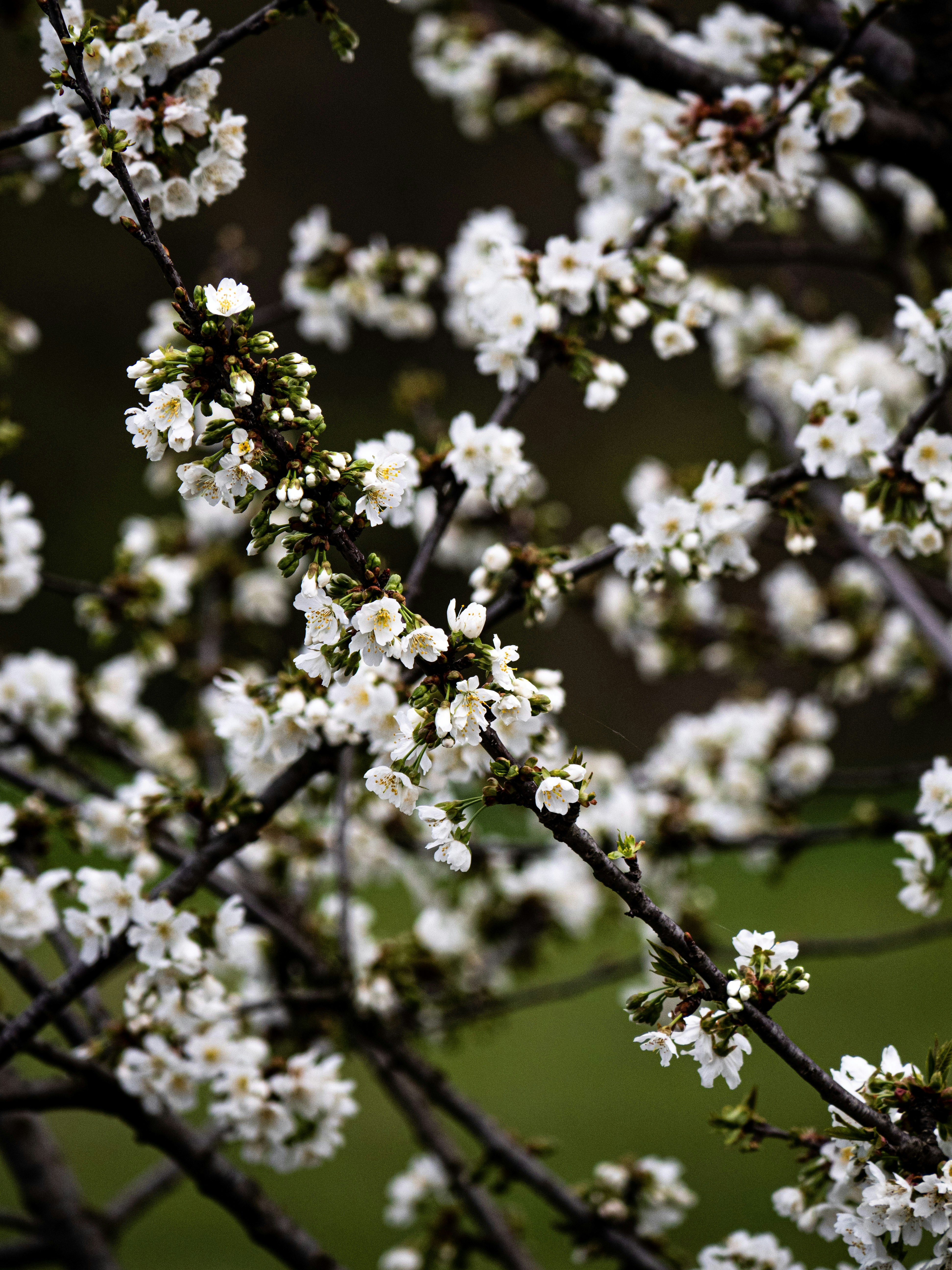 Photo by gopitri_prem