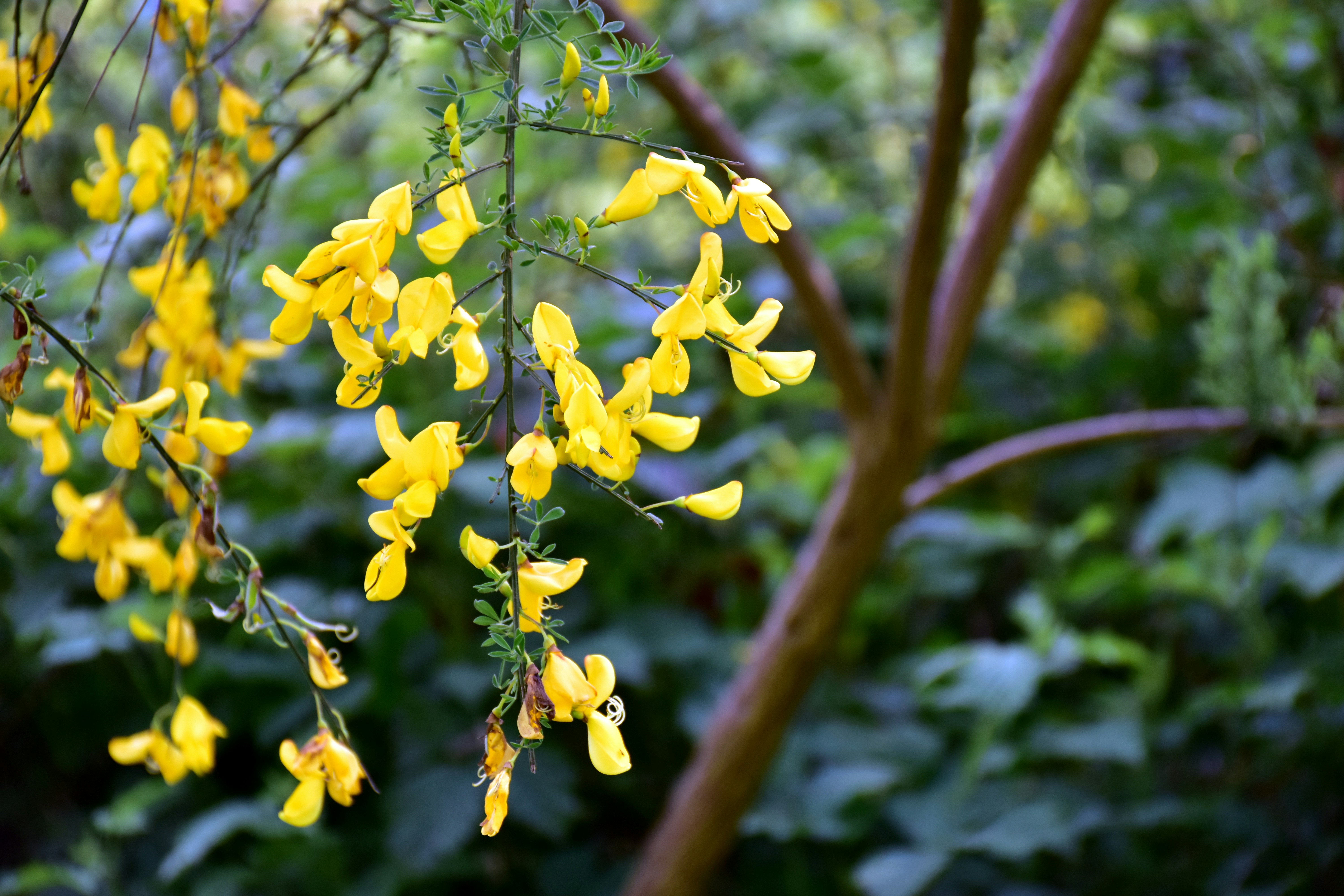 Yellow flowers bloom from a tree branch.