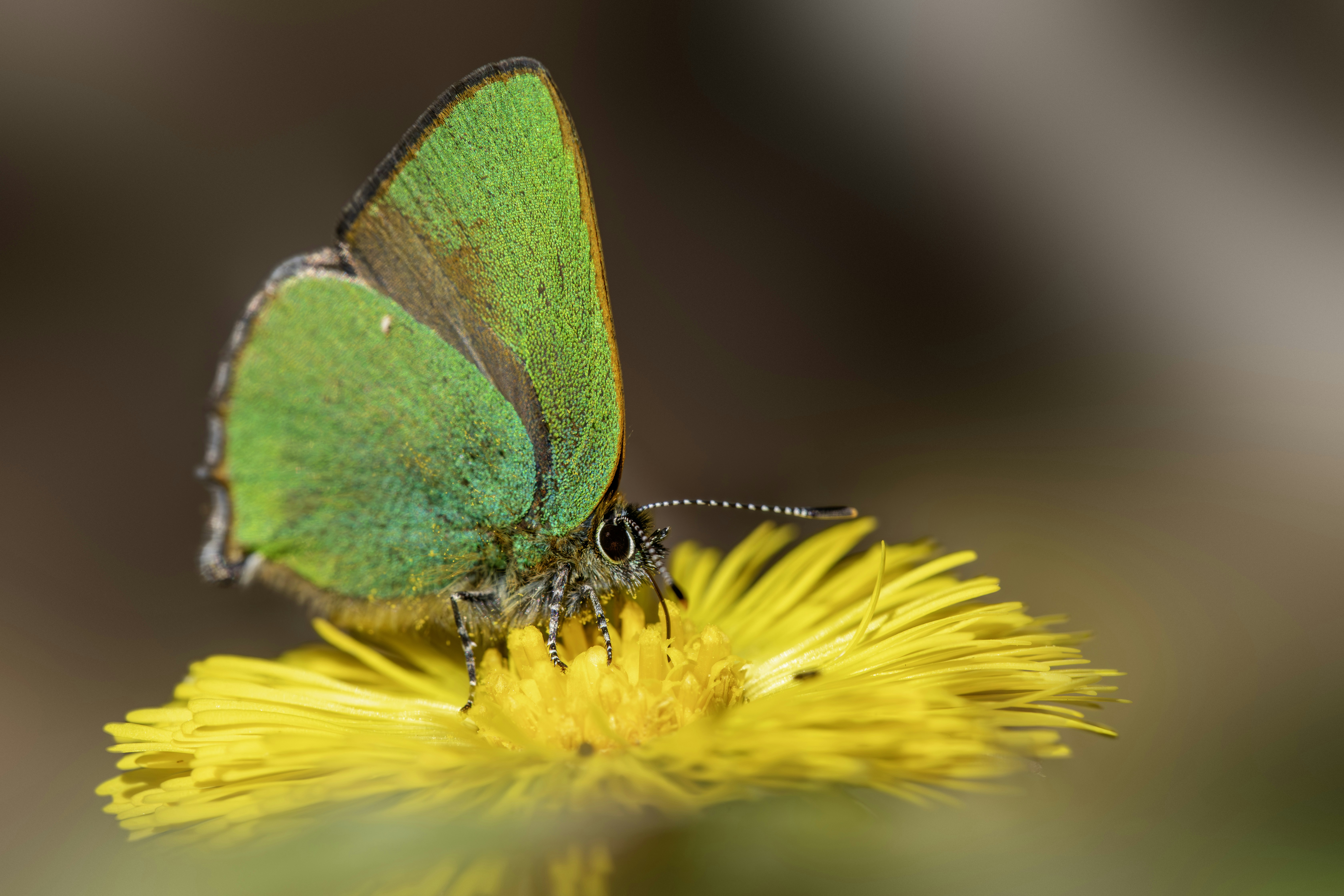 Photo by erik_karits