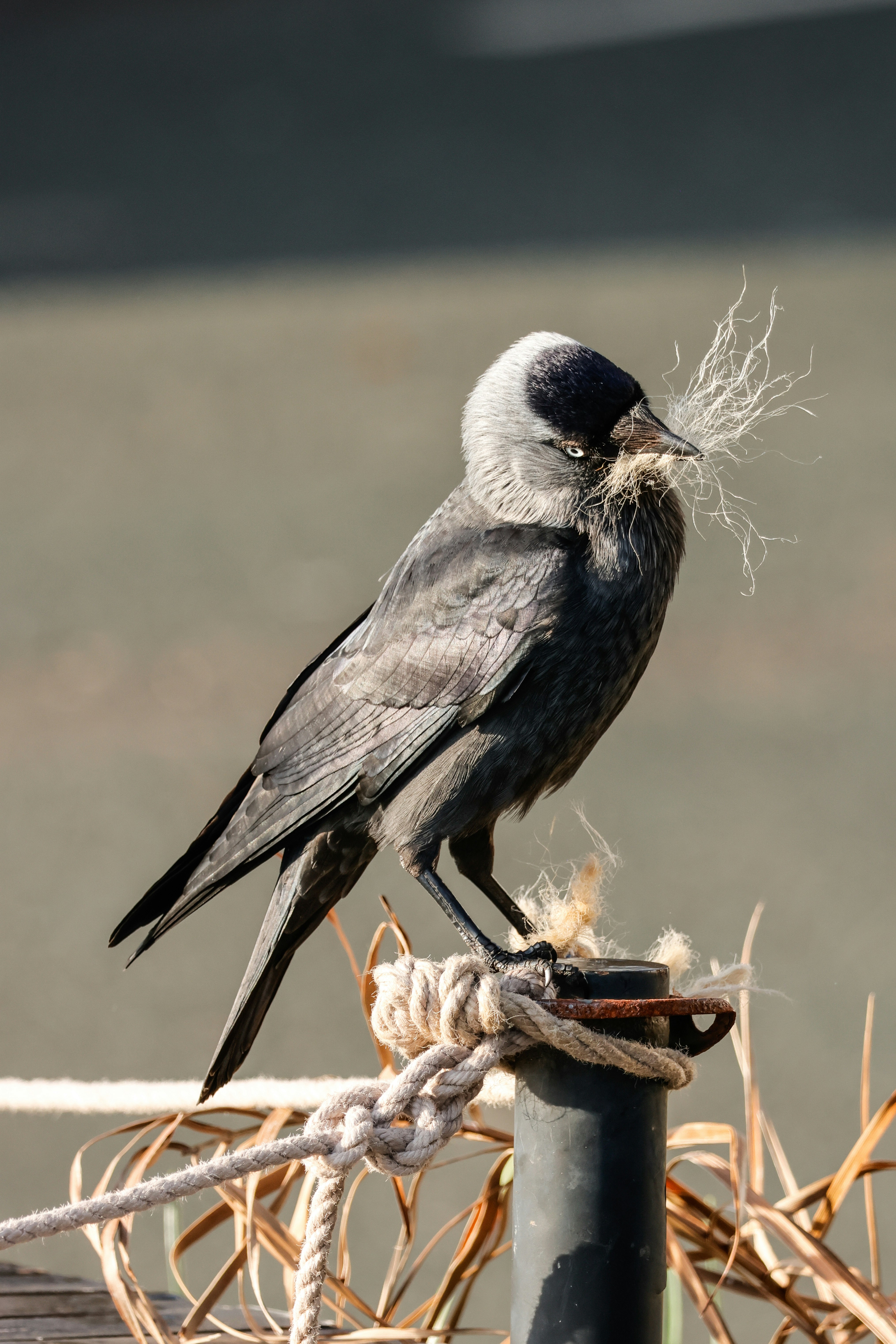 Photo by grievek1610begur