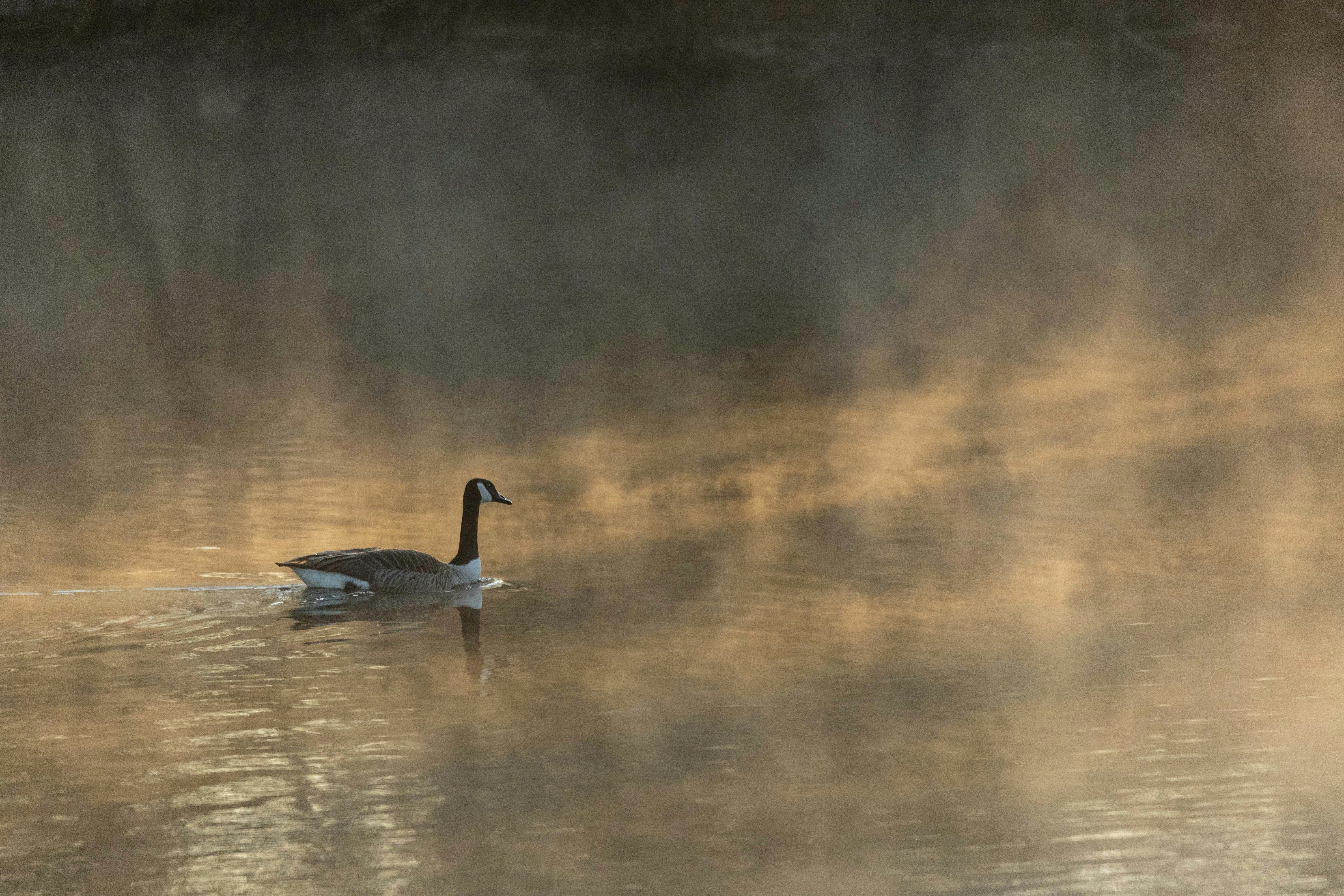 Photo by sturmschwalbe