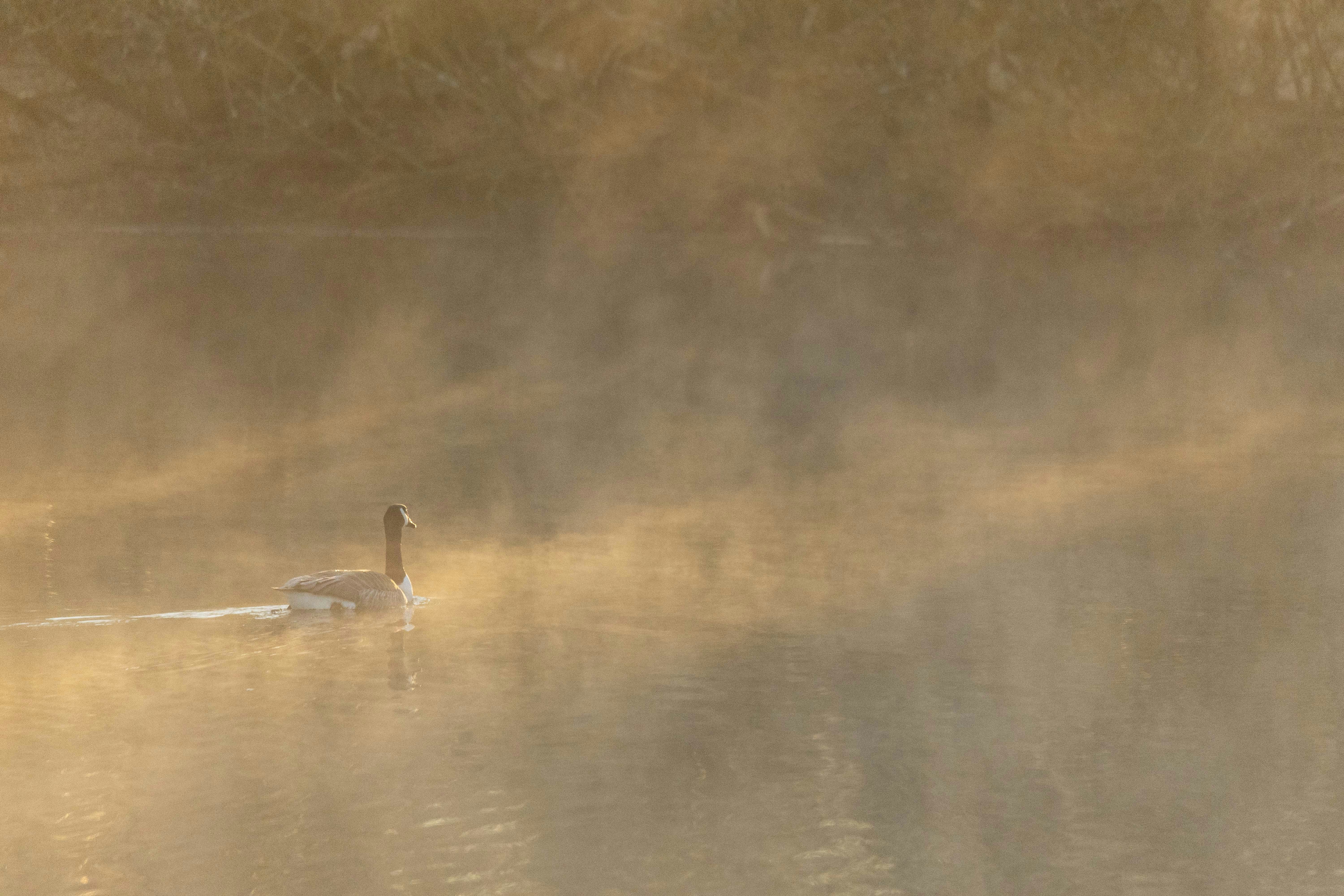 Photo by sturmschwalbe